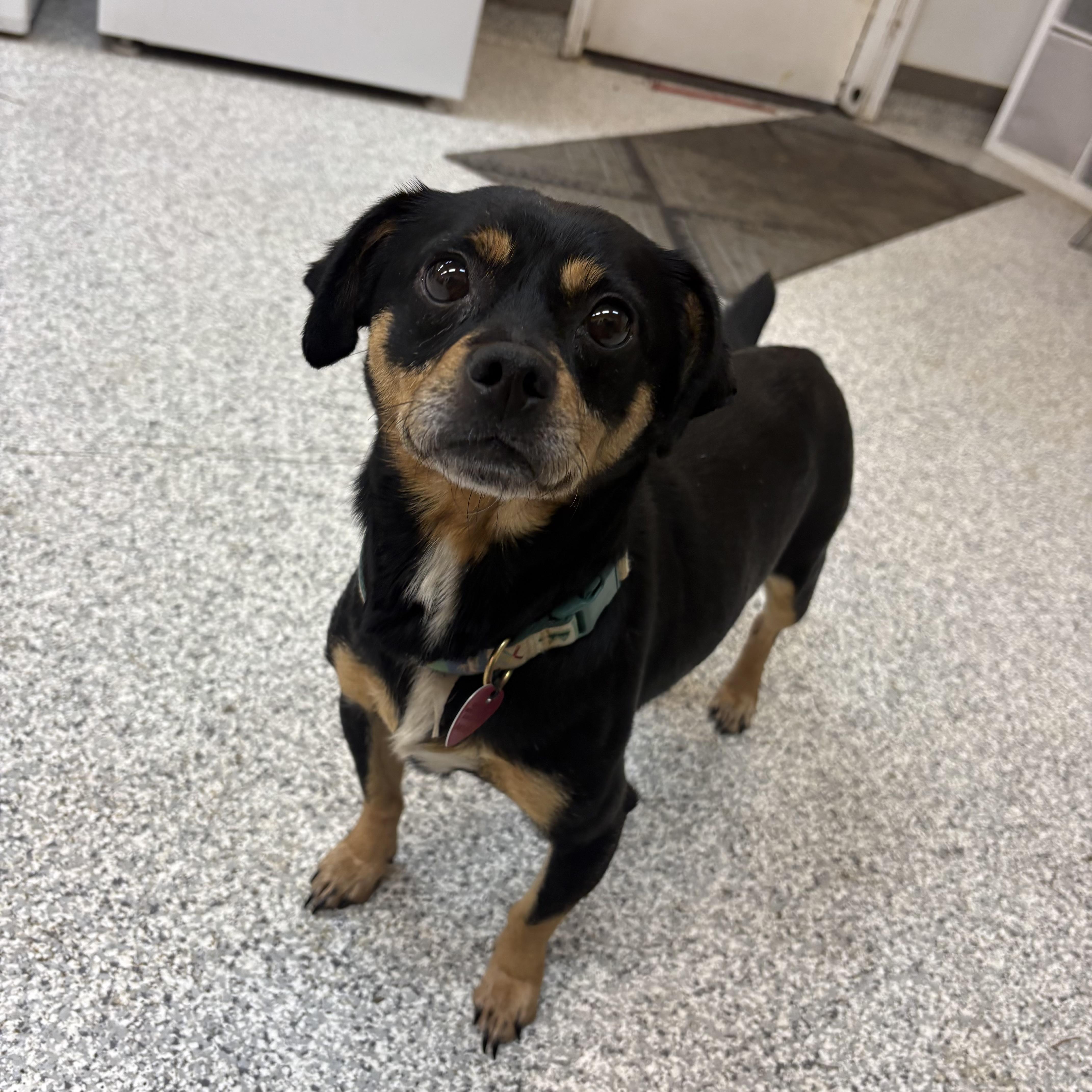 Tilly, ADOPTABLE, Adult Female Chihuahua & Dachshund.