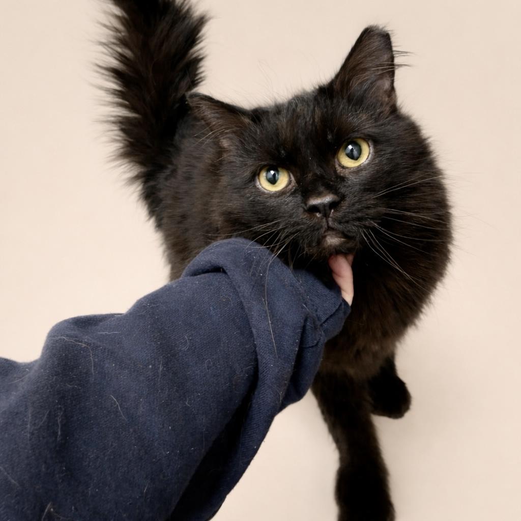 Enlarge Rob, a ADOPTABLE Domestic Long Hair in Bethel, CT image 6/6