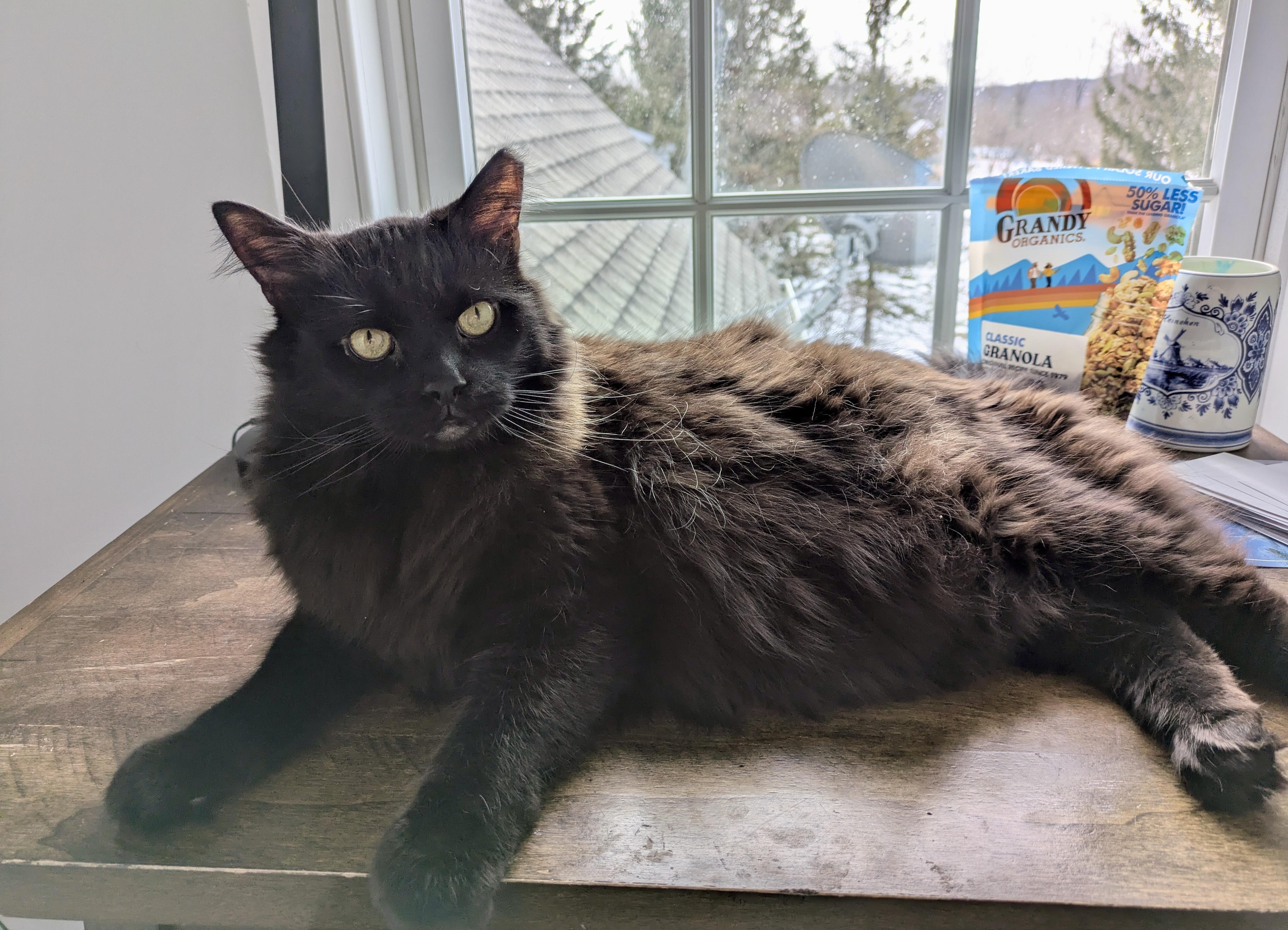 Enlarge Rob, a ADOPTABLE Domestic Long Hair in Bethel, CT image 2/6