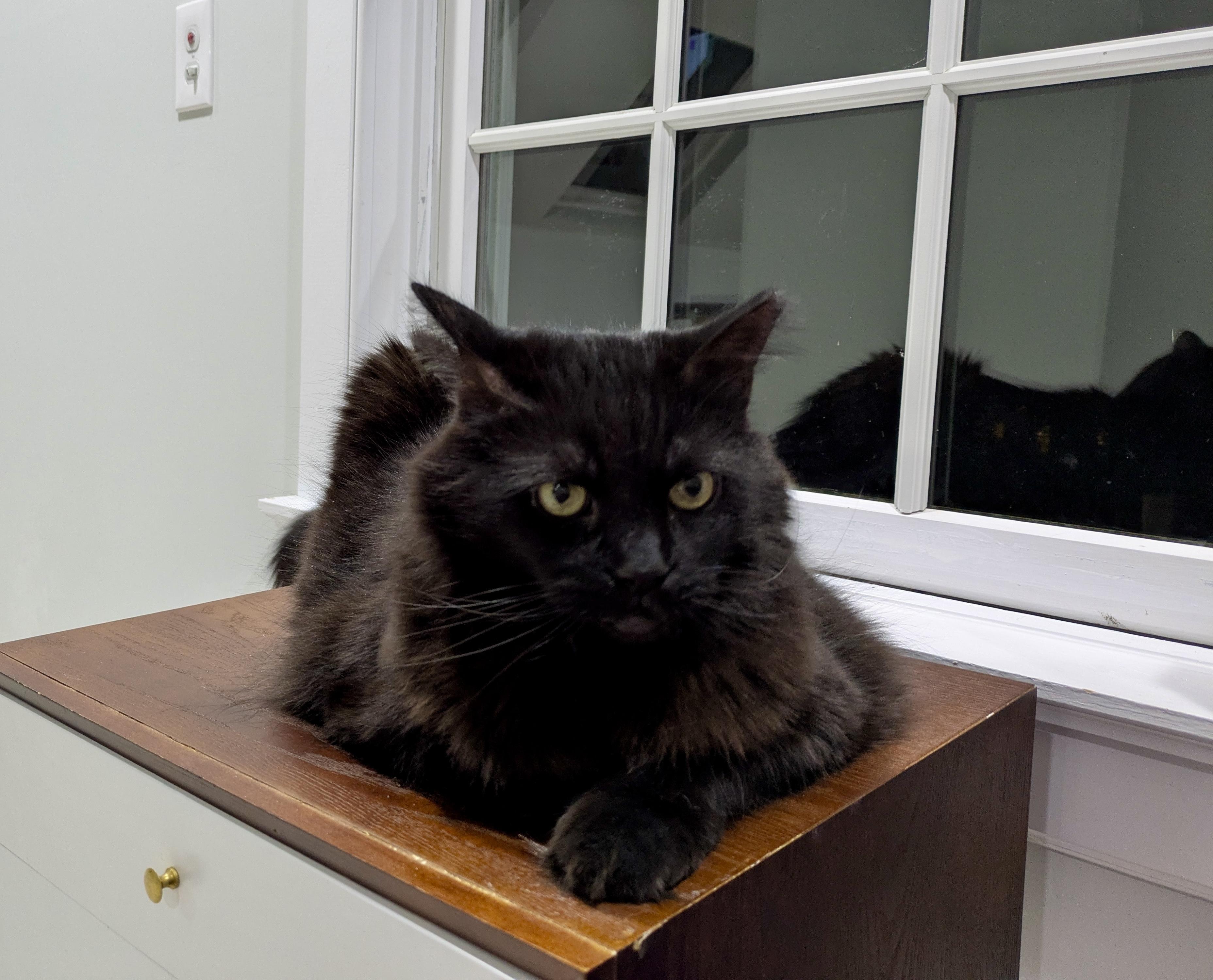 Enlarge Rob, a ADOPTABLE Domestic Long Hair in Bethel, CT image 5/6