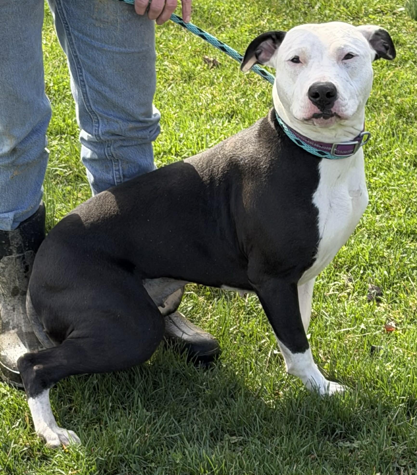 Matilda, a Adoptable mixed breed in Zanesville, OH image 2/2