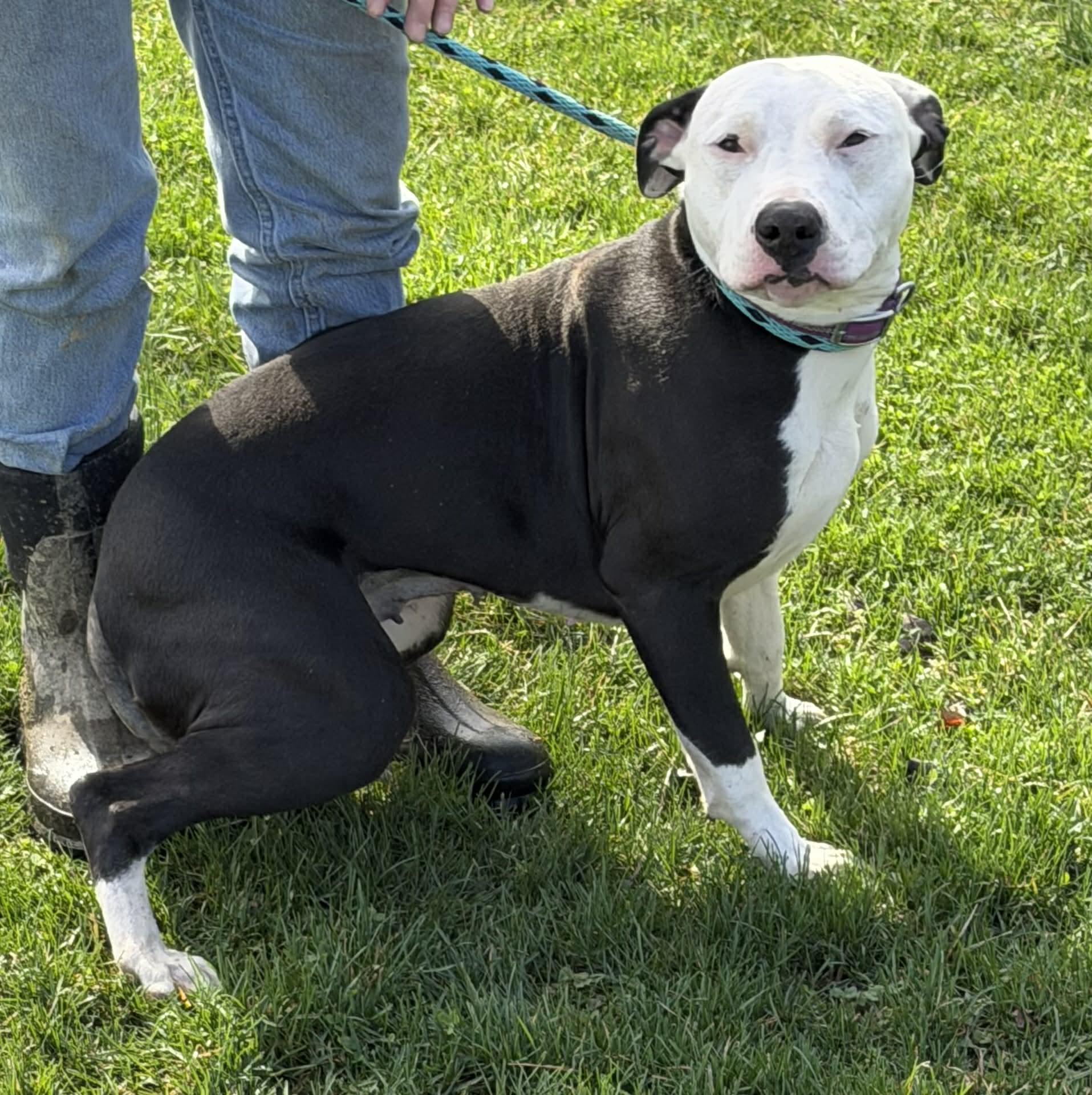 Matilda, a Adoptable mixed breed in Zanesville, OH image 1/2
