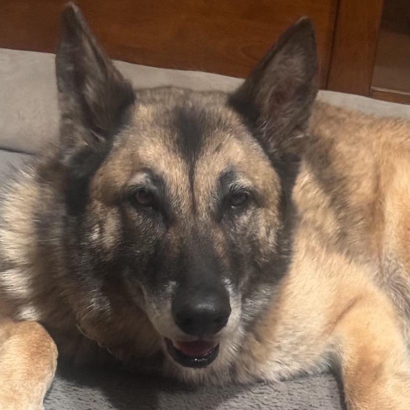 Enlarge Rusty , a Adoptable mixed breed in Oakland, CA image 1/6