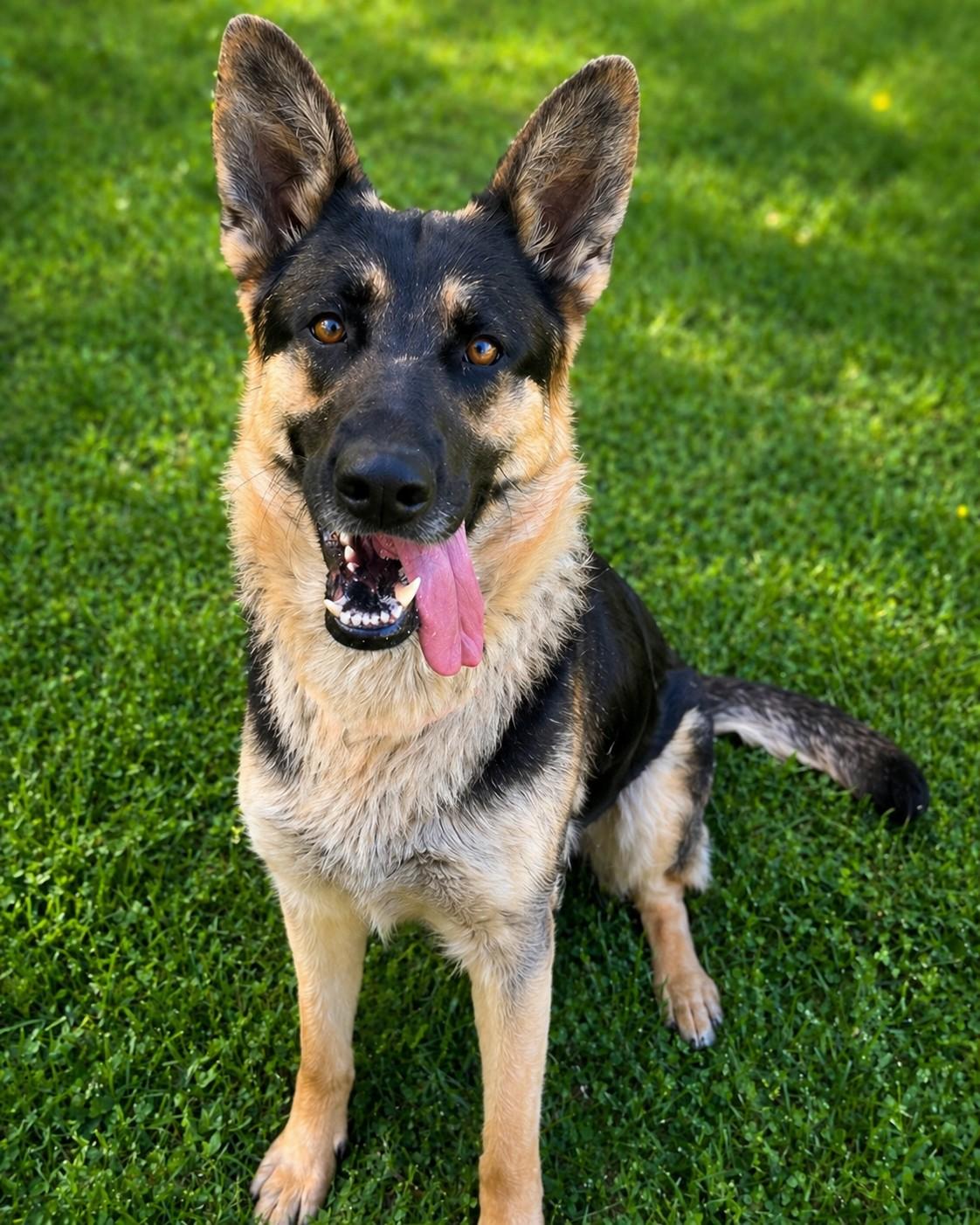 Enlarge Jade, a Adoptable German Shepherd Dog in Chesterfield, MO image 1/6