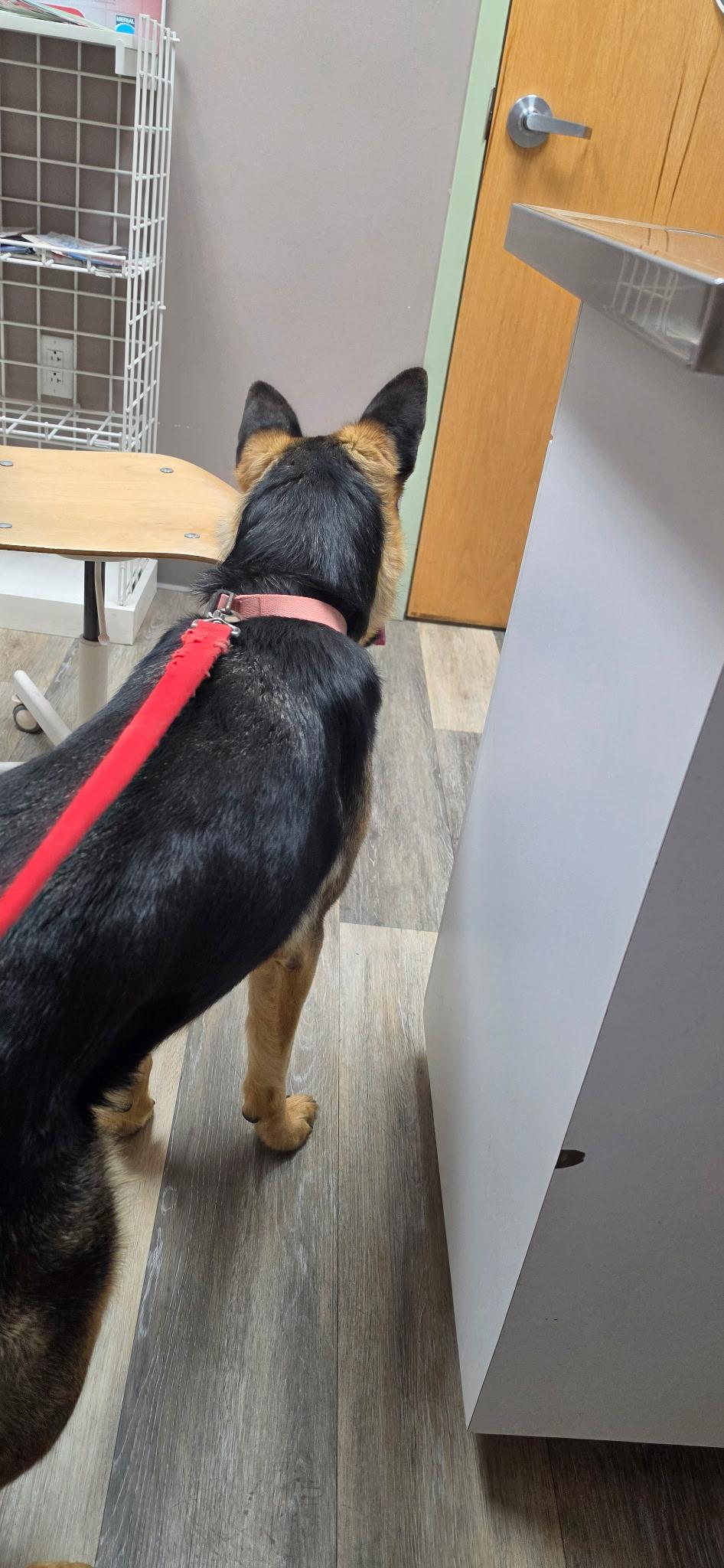 Enlarge Jade, a Adoptable German Shepherd Dog in Chesterfield, MO image 5/6