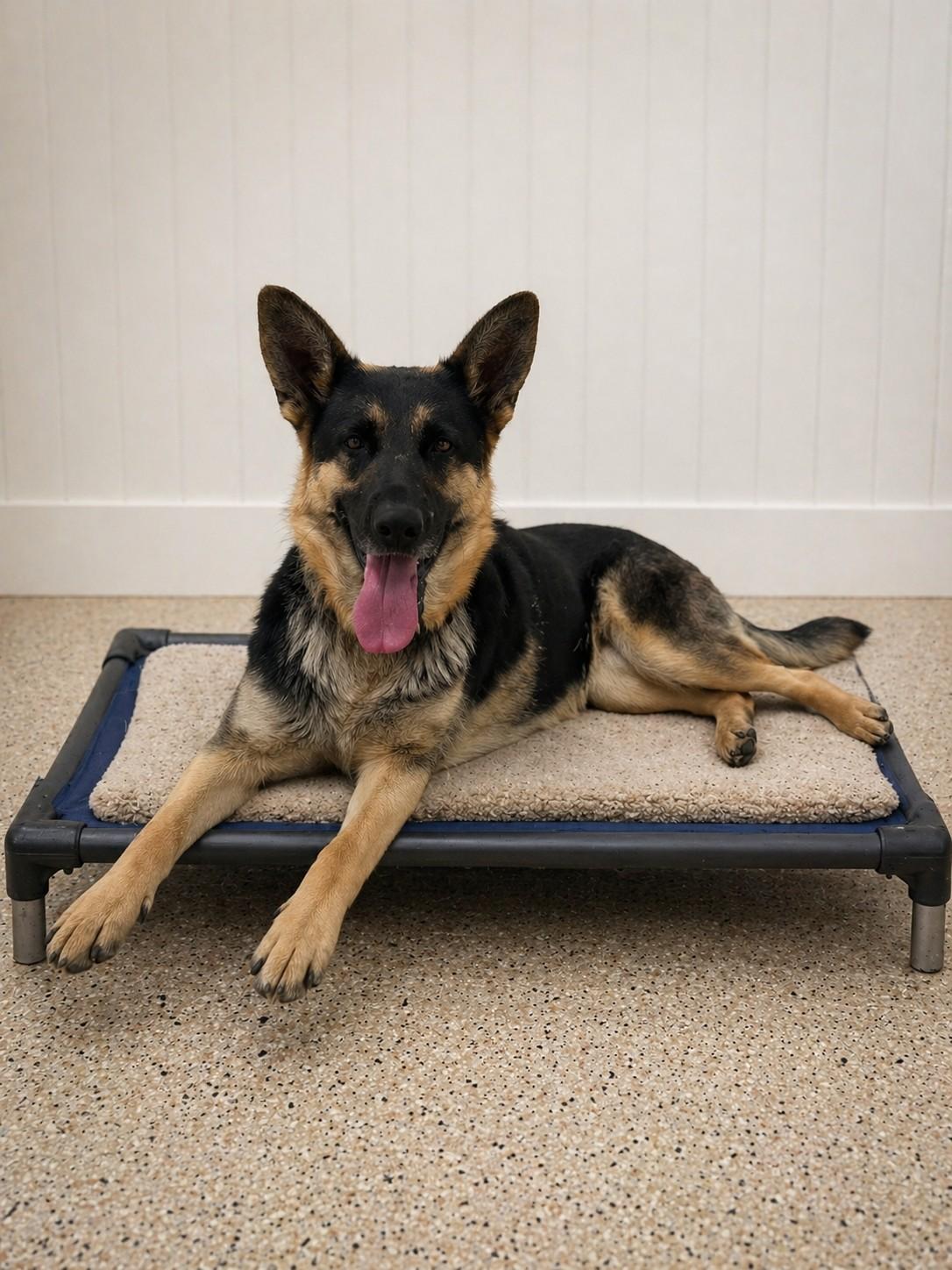 Enlarge Jade, a Adoptable German Shepherd Dog in Chesterfield, MO image 3/6