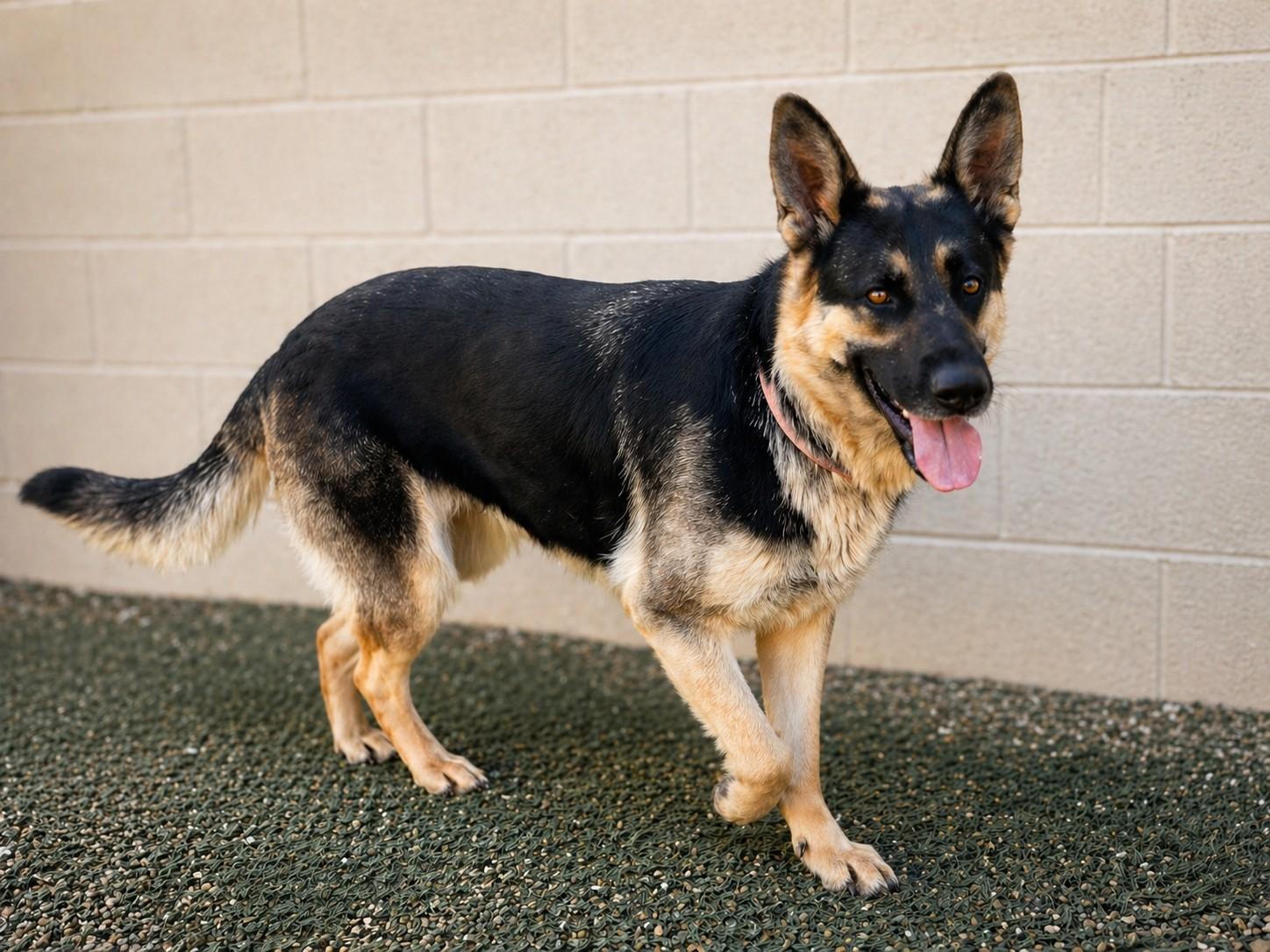 Enlarge Jade, a Adoptable German Shepherd Dog in Chesterfield, MO image 2/6