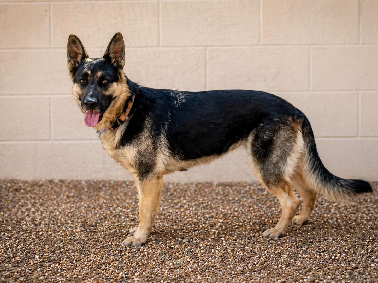 Enlarge Jade, a Adoptable German Shepherd Dog in Chesterfield, MO image 4/6