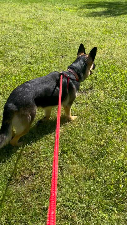 Enlarge Jade, a Adoptable German Shepherd Dog in Chesterfield, MO video 6/6