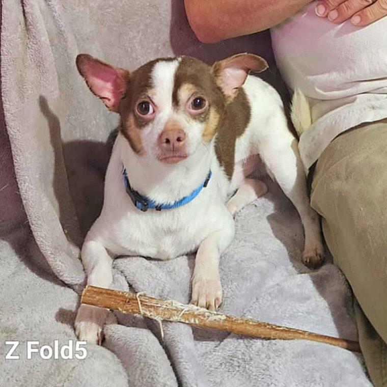 Enlarge Lance - *PLEASE READ*, a Adoptable mixed breed in Fredericksburg, VA image 1/3