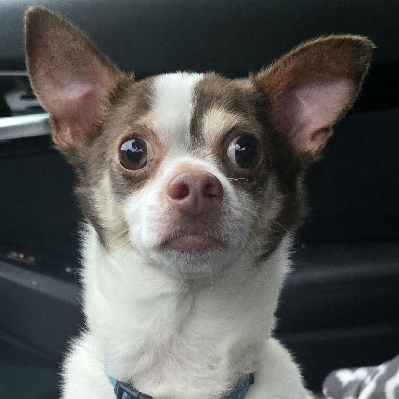 Enlarge Lance, a Adoptable mixed breed in Fredericksburg, VA image 1/4