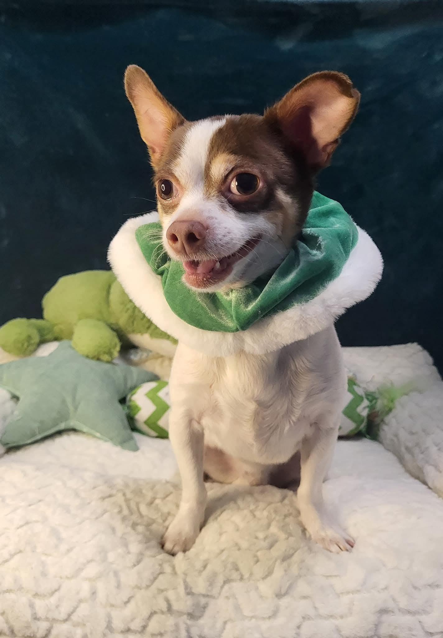 Enlarge Lance - *PLEASE READ*, a Adoptable mixed breed in Fredericksburg, VA image 2/3