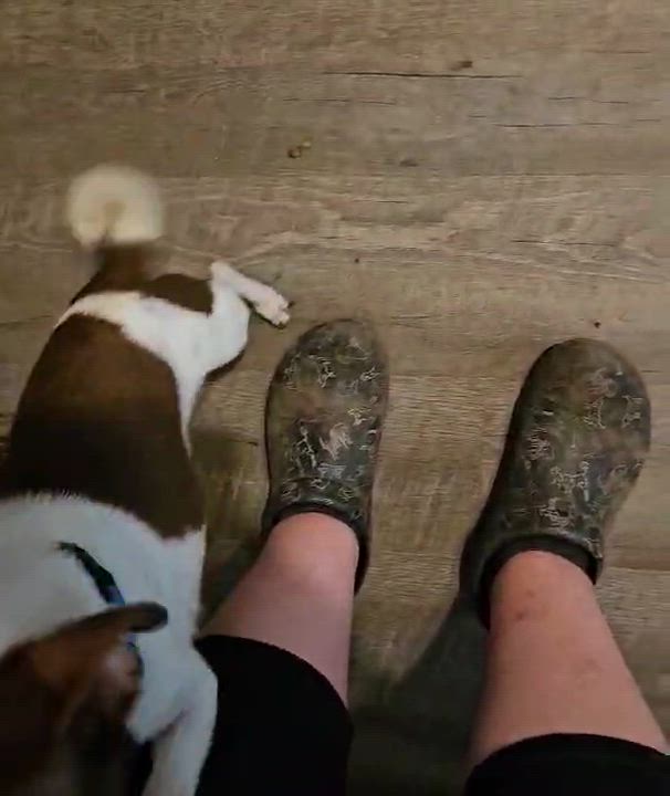 Enlarge Lance - *PLEASE READ*, a Adoptable mixed breed in Fredericksburg, VA video 3/3