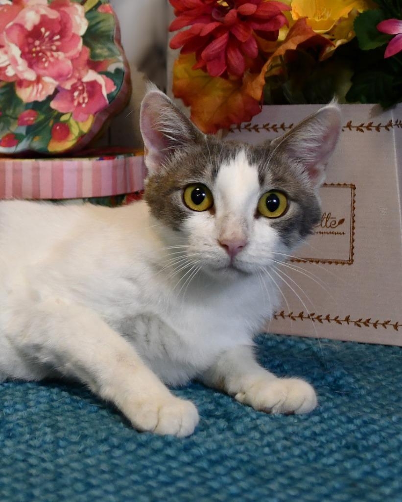 Serena, a Adoptable mixed breed in Roanoke, TX image 1/3