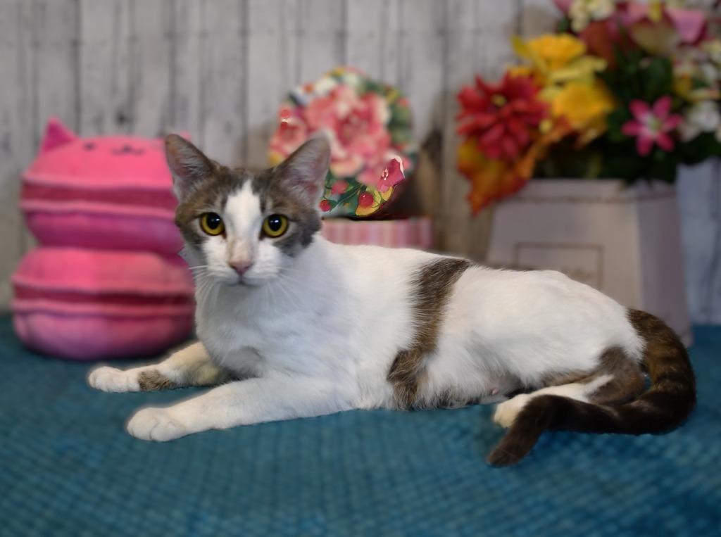Serena, a Adoptable mixed breed in Roanoke, TX image 2/3