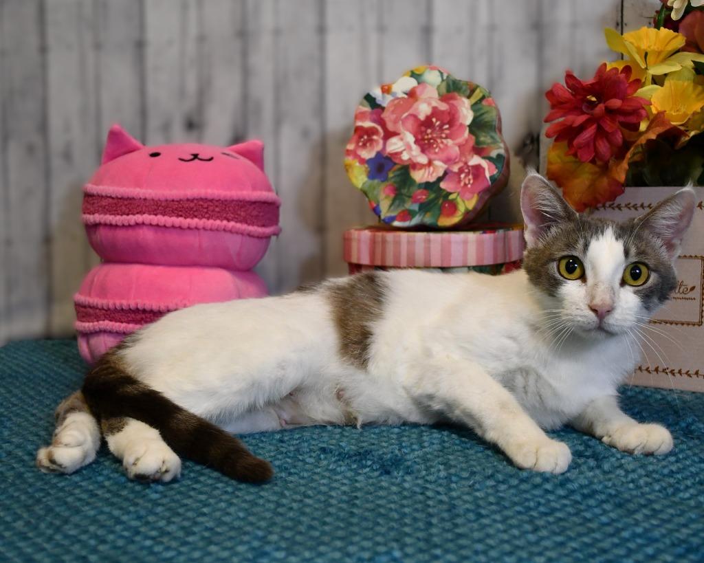 Serena, a Adoptable mixed breed in Roanoke, TX image 3/3