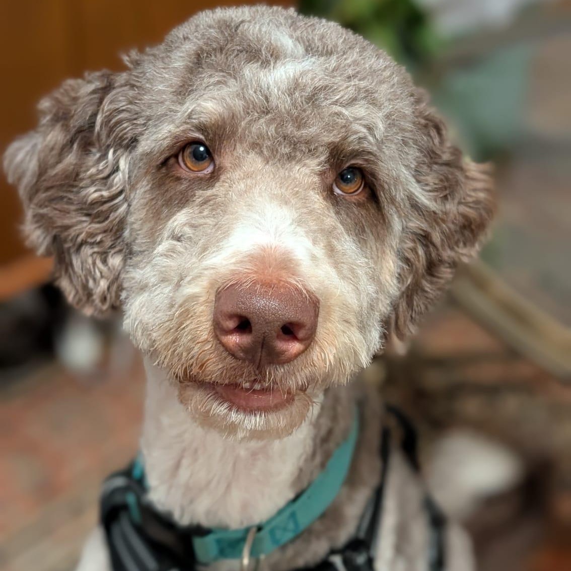 Cory, Adoptable, Adult Male Aussiedoodle.