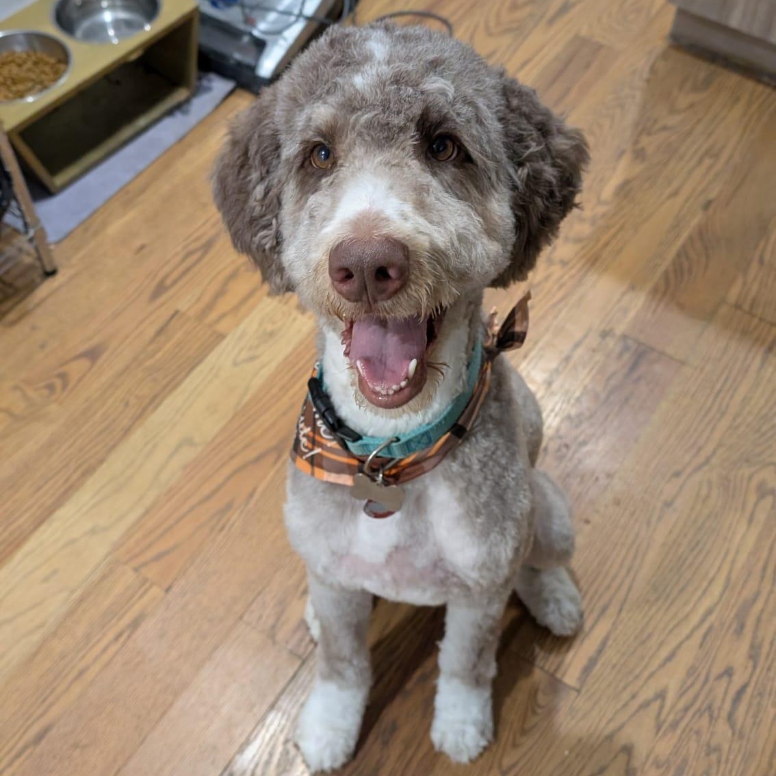 Cory, a Adoptable Aussiedoodle in princeton junction, NJ image 2/6