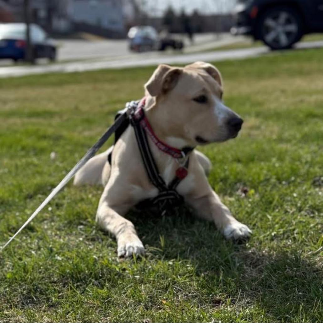 Wrigley aka Willie, Adoptable, Young Male Mixed Breed.