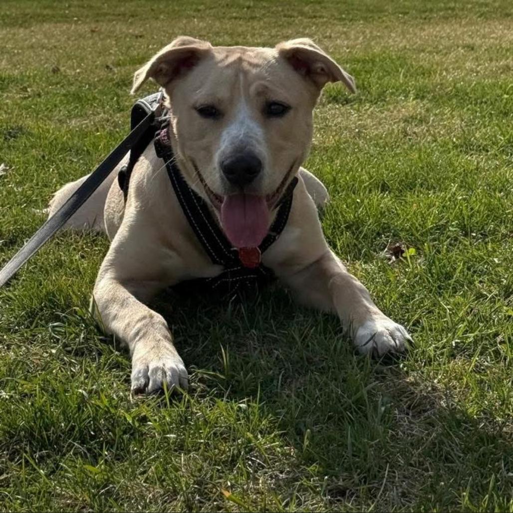 Enlarge Wrigley aka Willie, a Adoptable Mixed Breed in Joliet, IL image 2/3