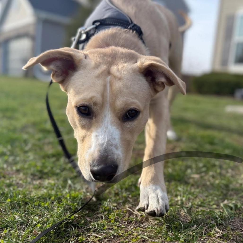 Enlarge Wrigley aka Willie, a Adoptable Mixed Breed in Joliet, IL image 3/3