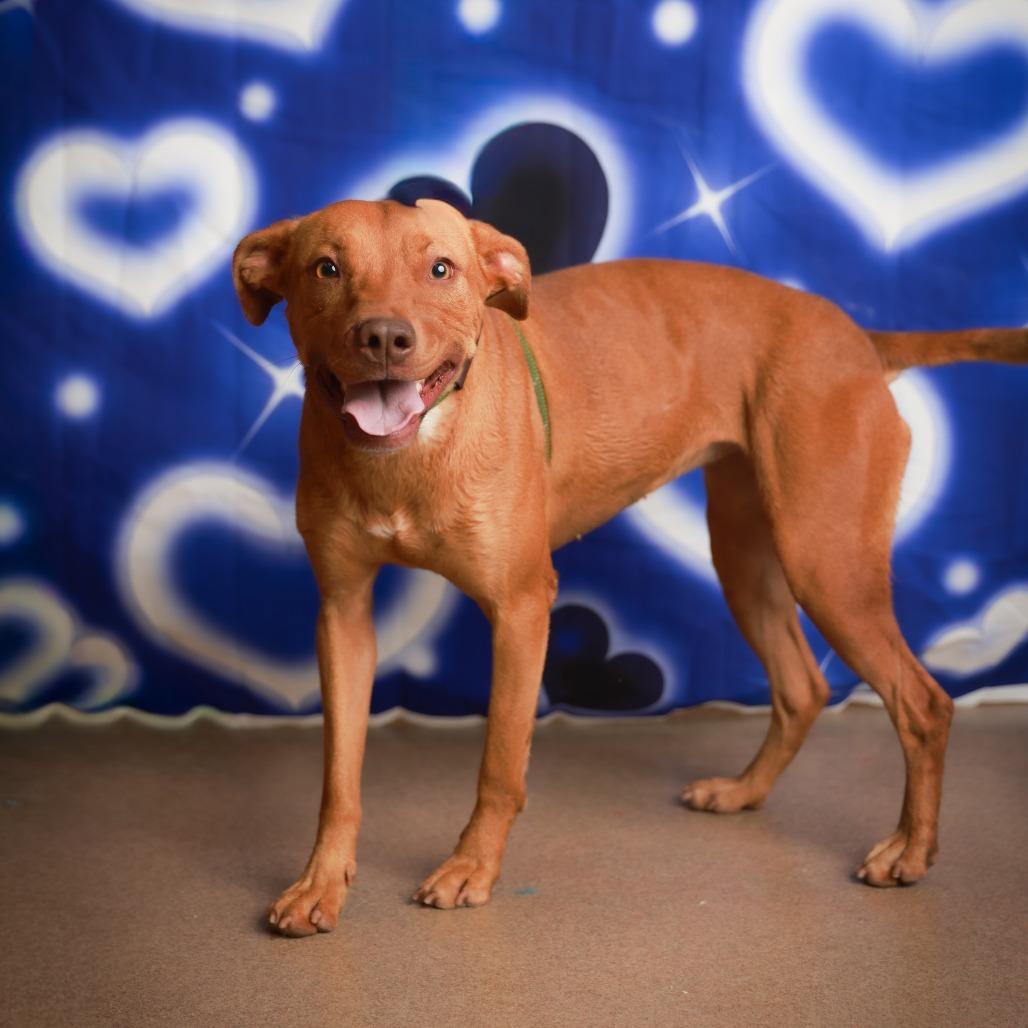 Enlarge Raya, a Adoptable mixed breed in Corpus Christi, TX image 2/6