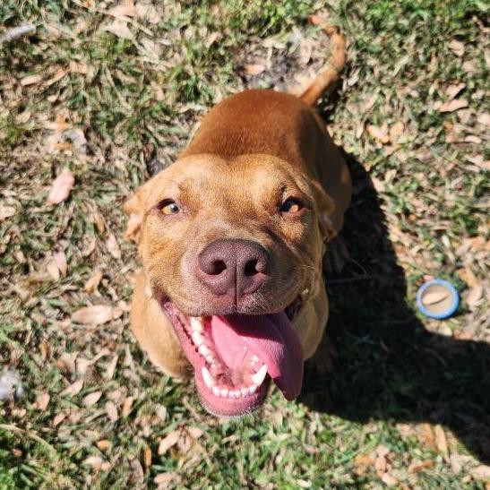 Enlarge Raya, a Adoptable mixed breed in Corpus Christi, TX image 2/6