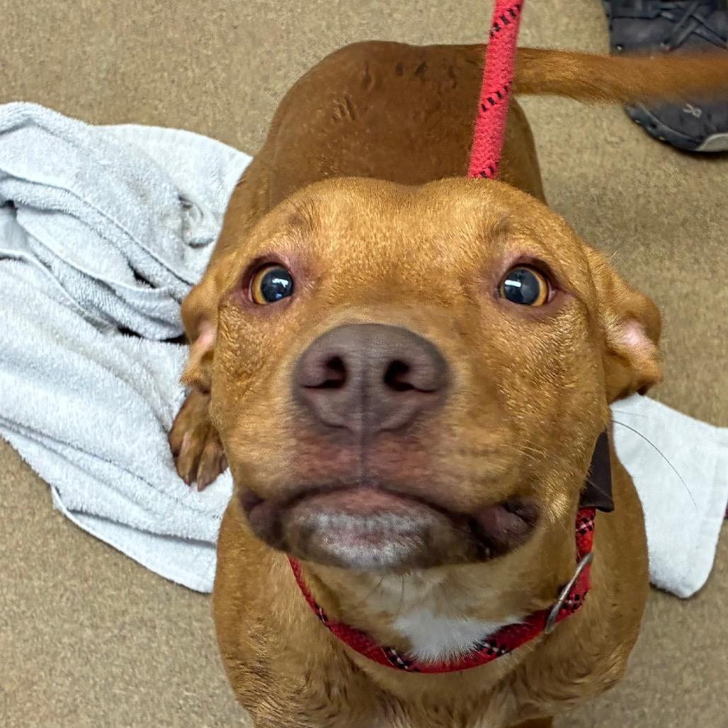 Enlarge Raya, a Adoptable mixed breed in Corpus Christi, TX image 6/6