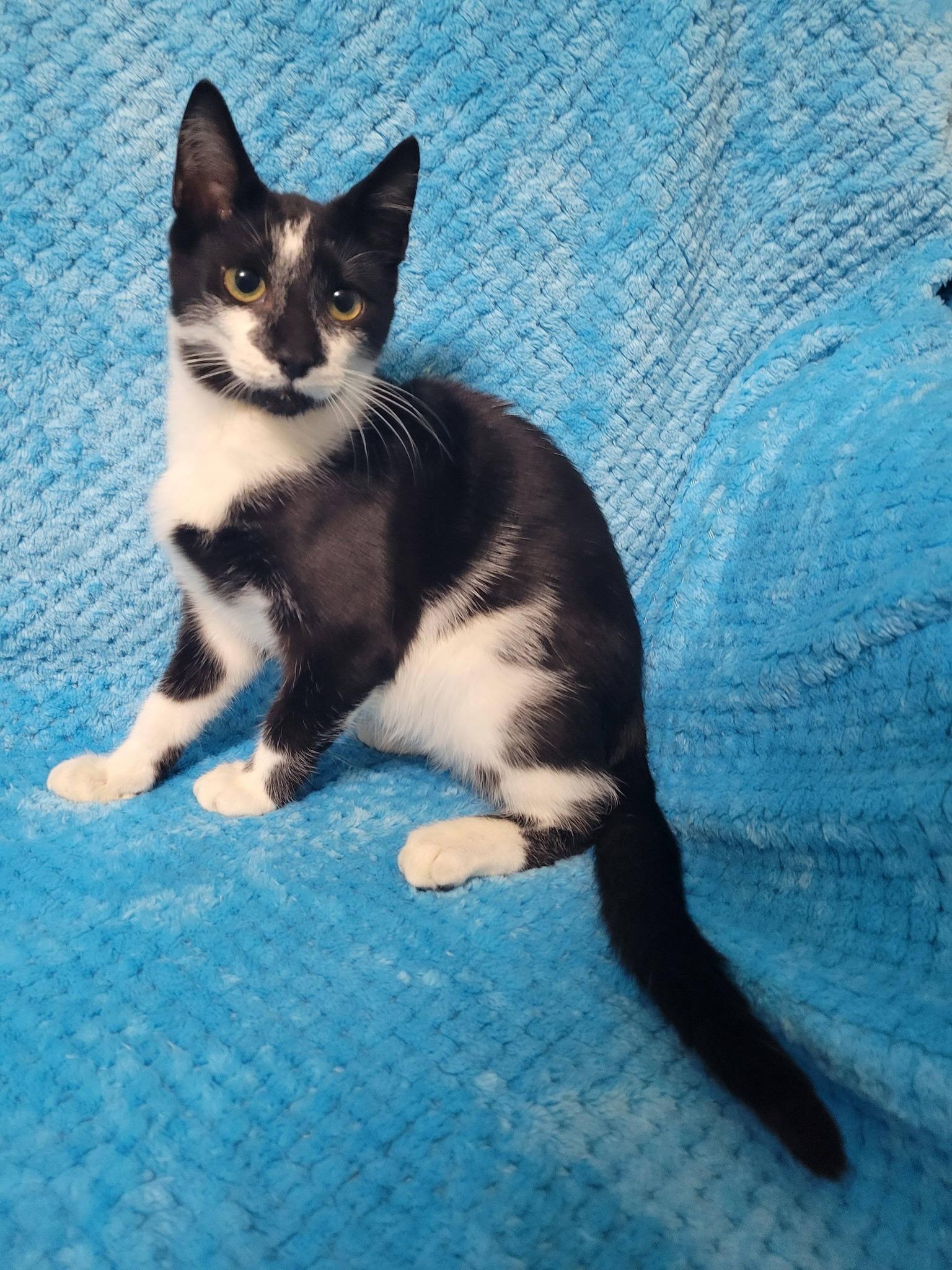 Mickey, ADOPTABLE, Kitten Male Domestic Short Hair.