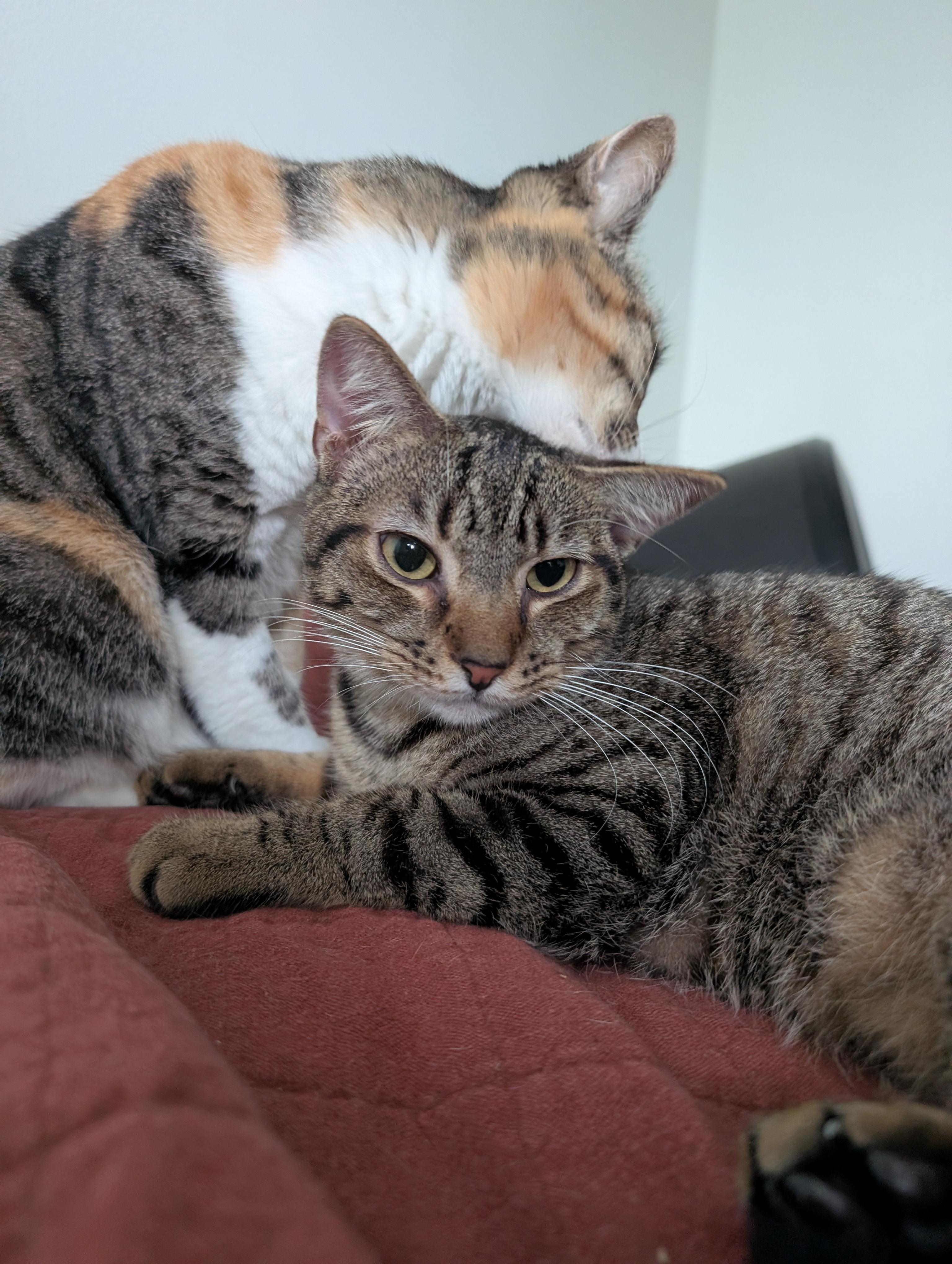 Boingo, a Adoptable Domestic Short Hair in Pearland, TX image 5/6