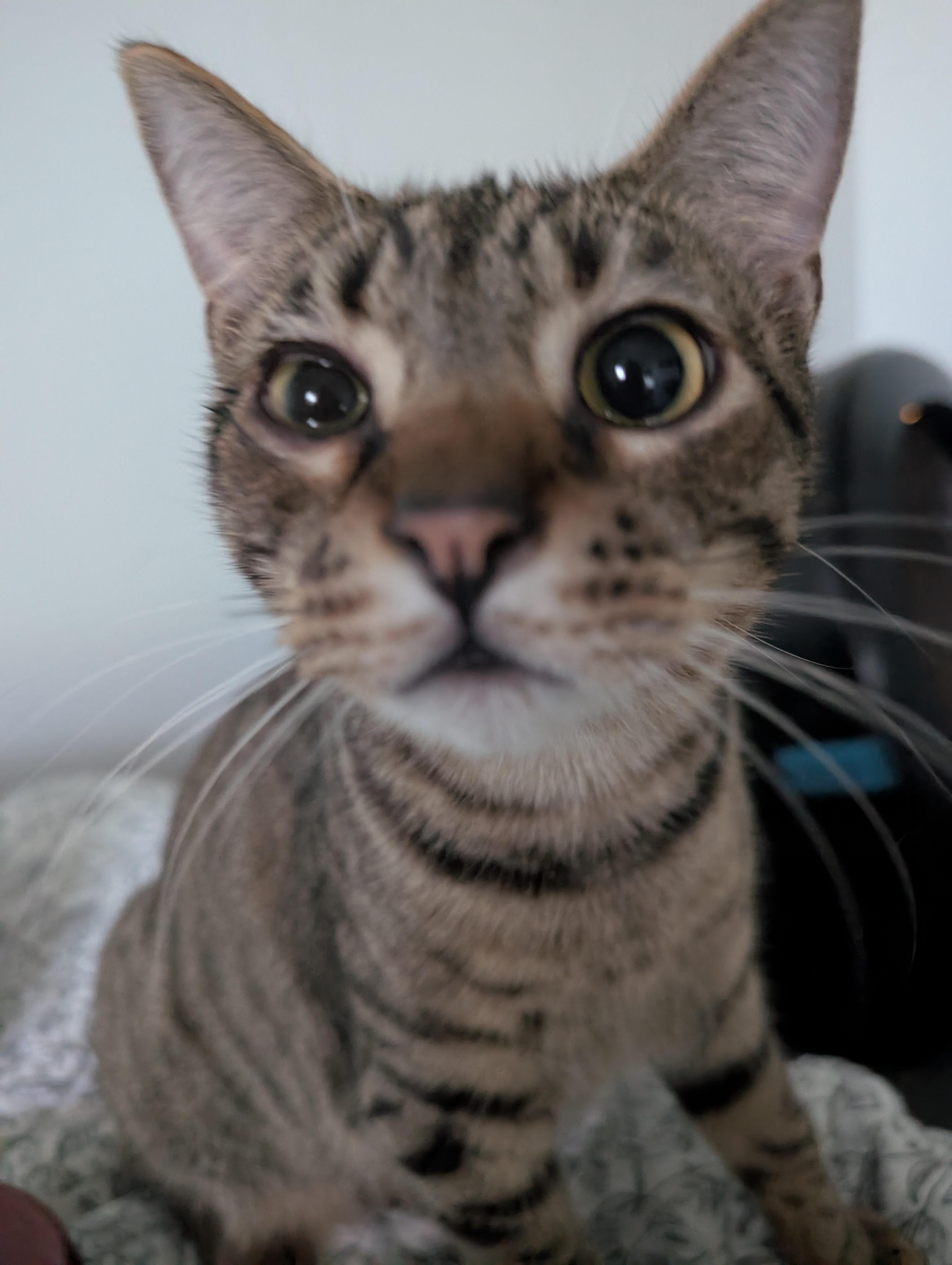 Boingo, a Adoptable Domestic Short Hair in Pearland, TX image 3/6