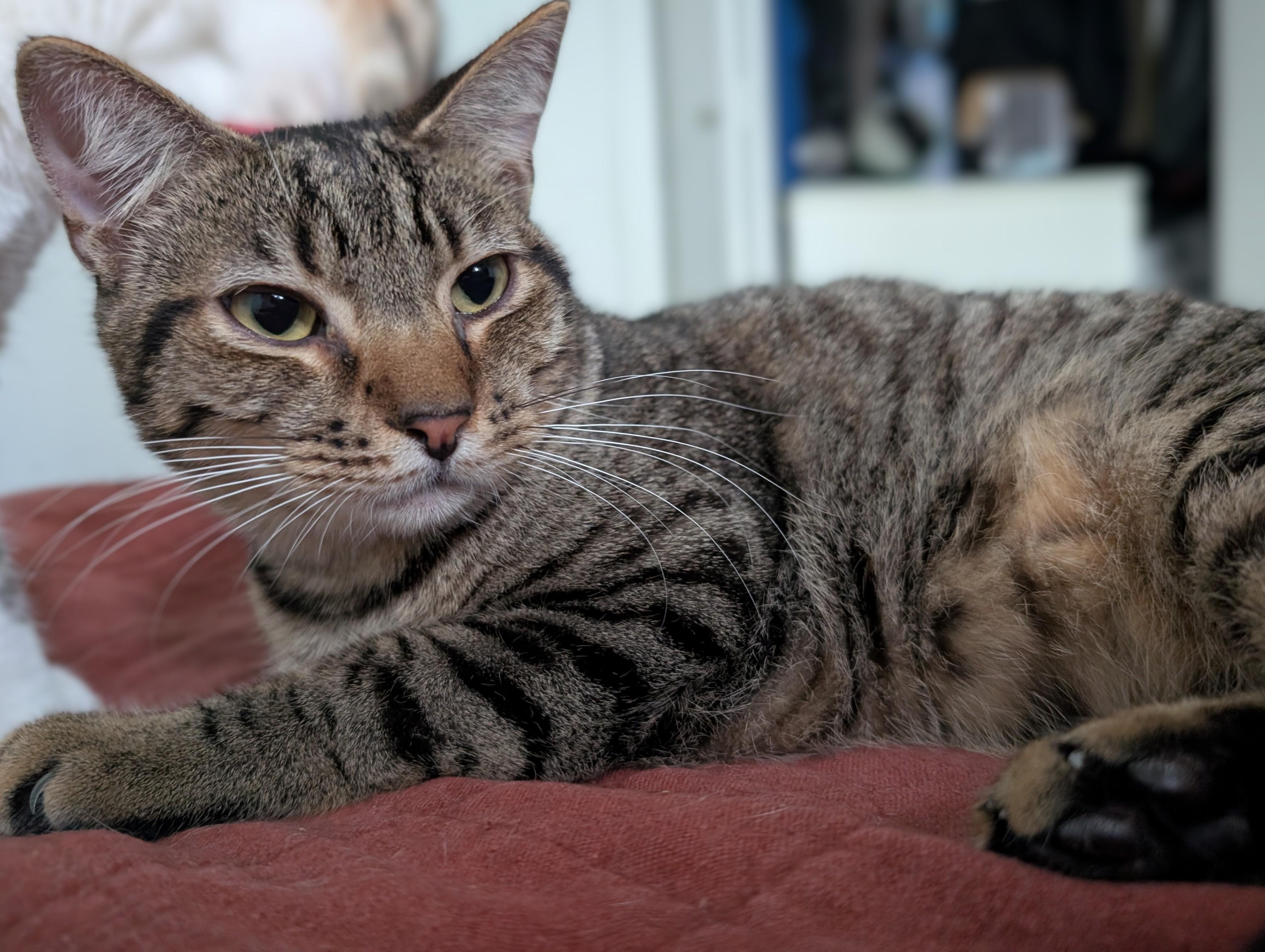 Boingo, a Adoptable Domestic Short Hair in Pearland, TX image 6/6