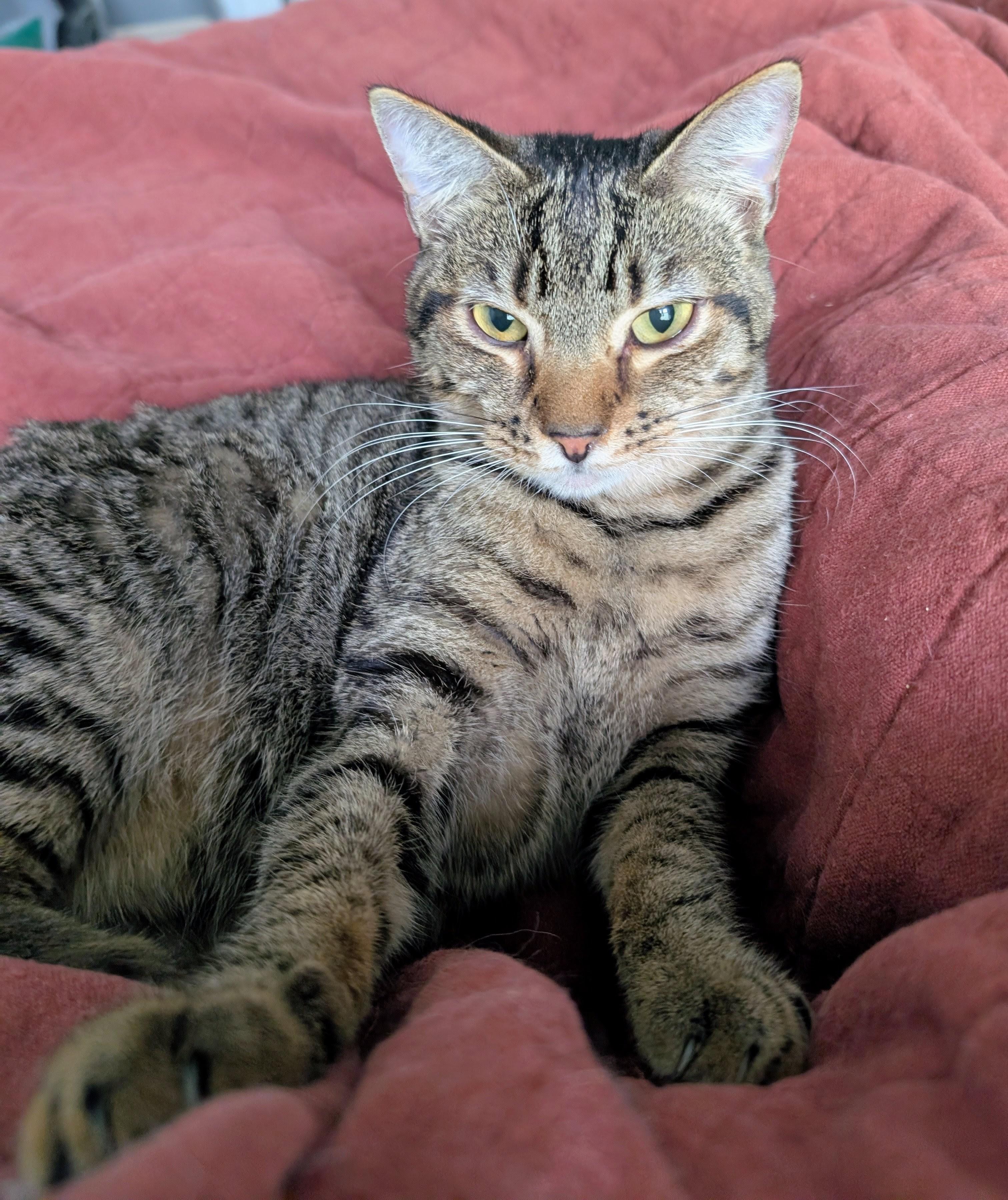 Boingo, Adoptable, Young Male Domestic Short Hair.