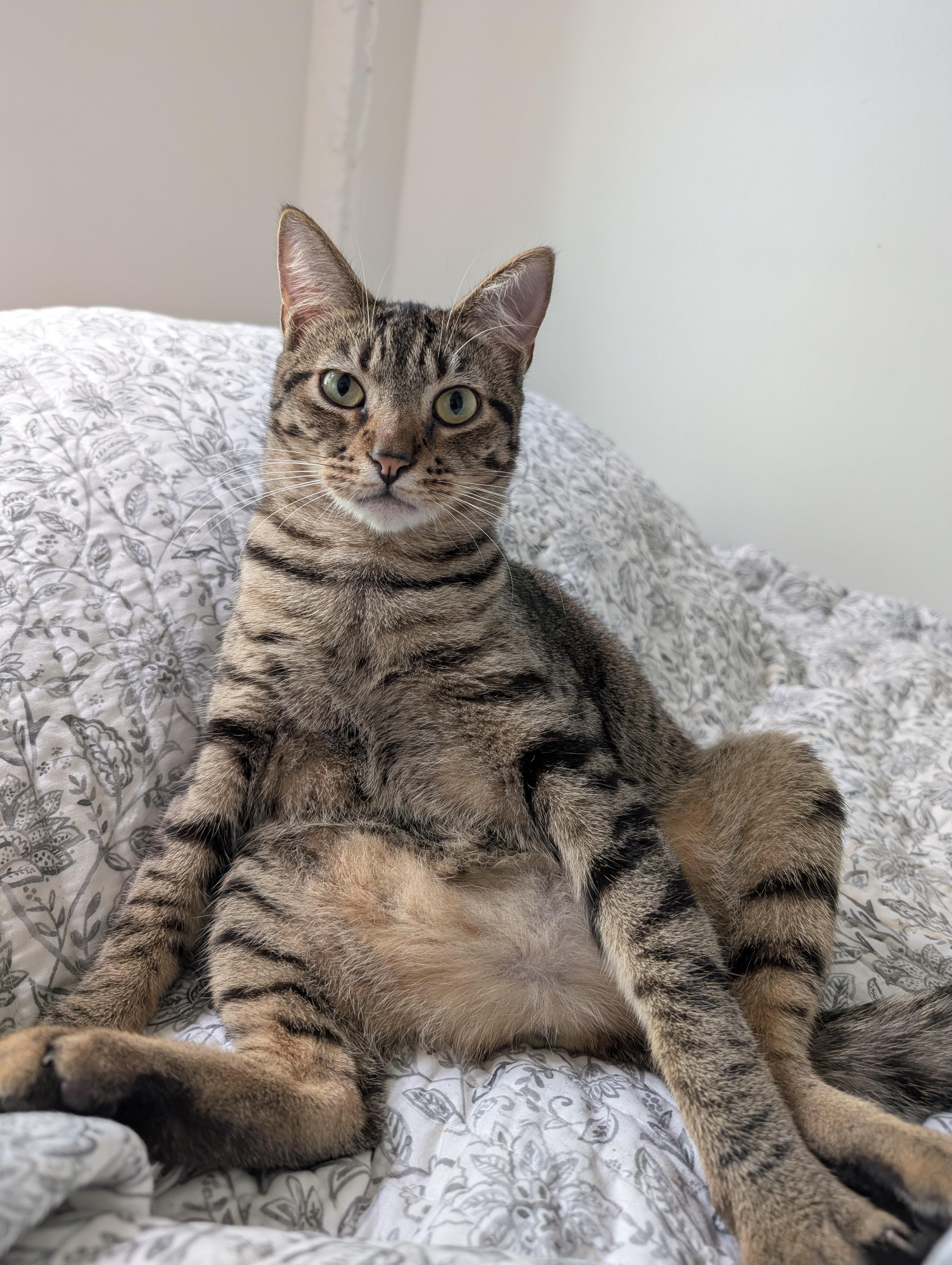 Boingo, a Adoptable Domestic Short Hair in Pearland, TX image 2/6