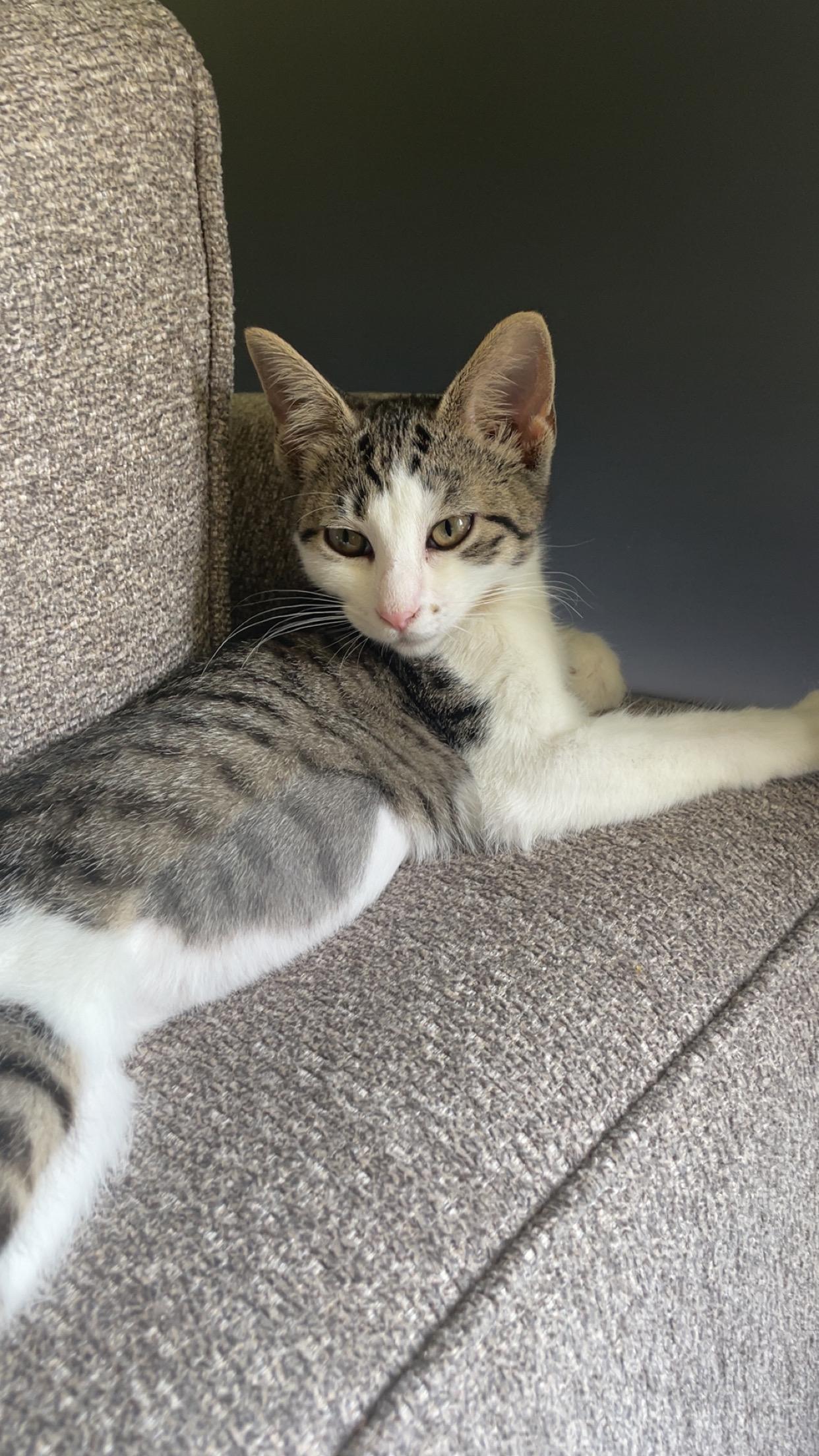 Raggedy Ann, a ADOPTABLE mixed breed in Lombard, IL image 3/6