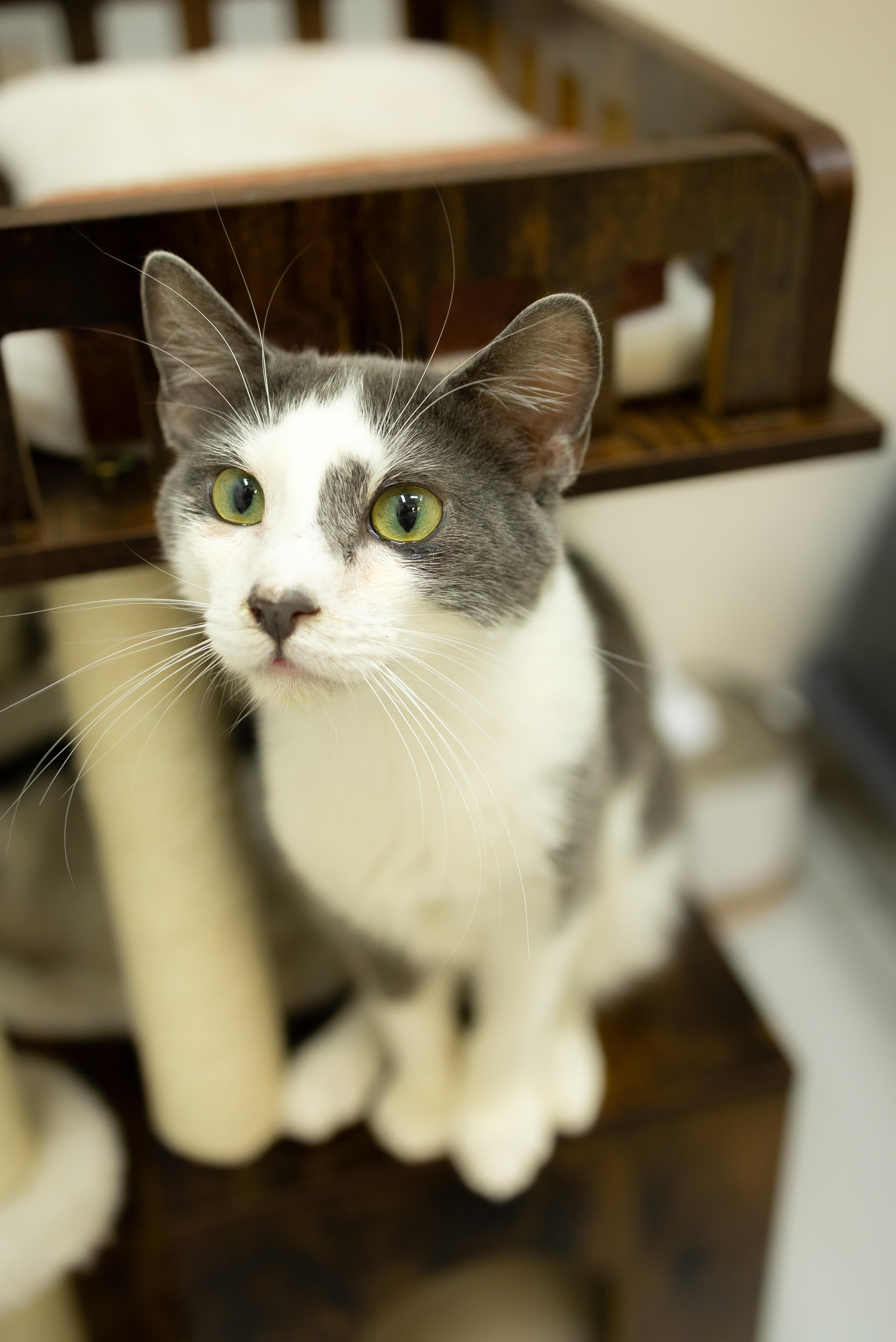 Raichu, a Adoptable Domestic Short Hair in chino, CA image 5/6