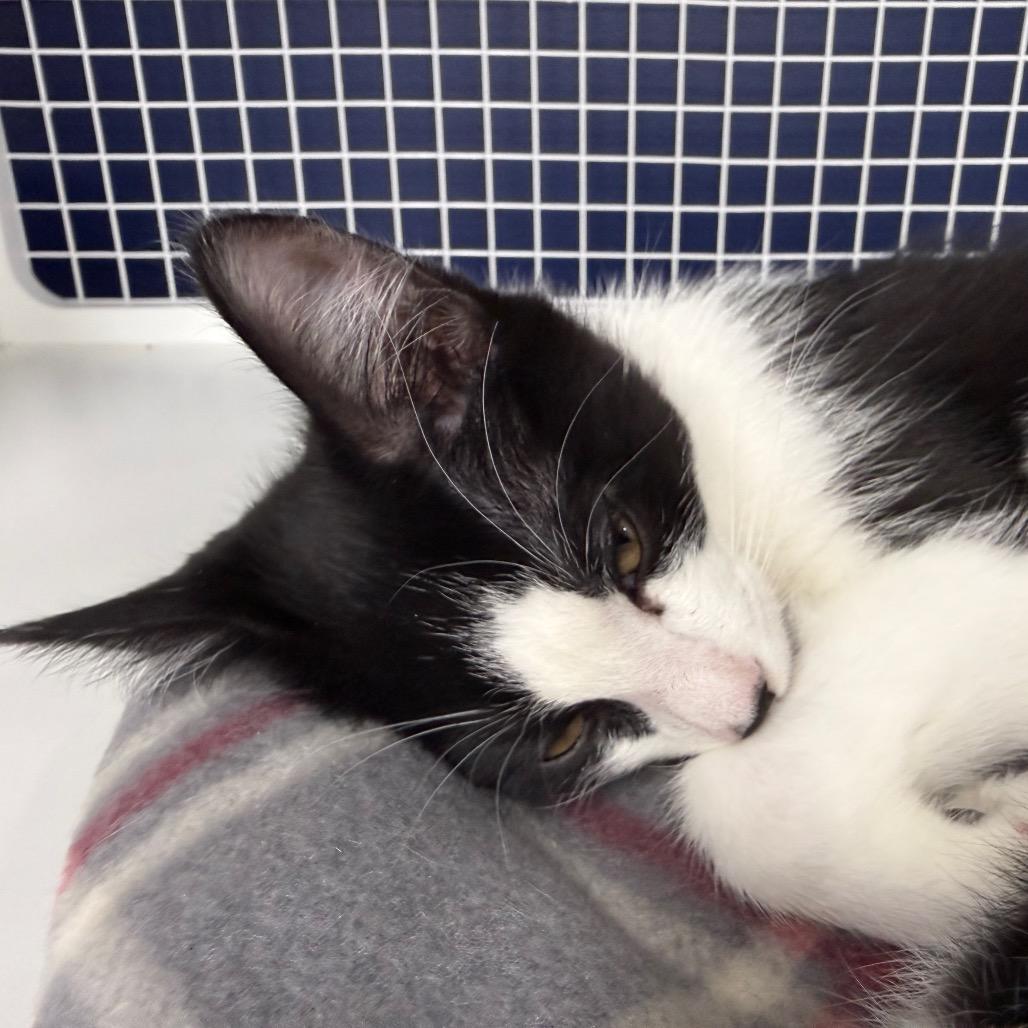 Enlarge Spice, a Adoptable Domestic Short Hair in Danbury, CT image 2/2