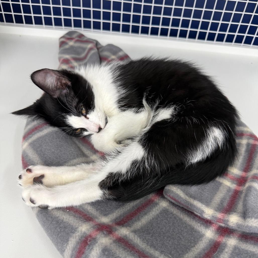 Enlarge Spice, a Adoptable Domestic Short Hair in Danbury, CT image 1/2