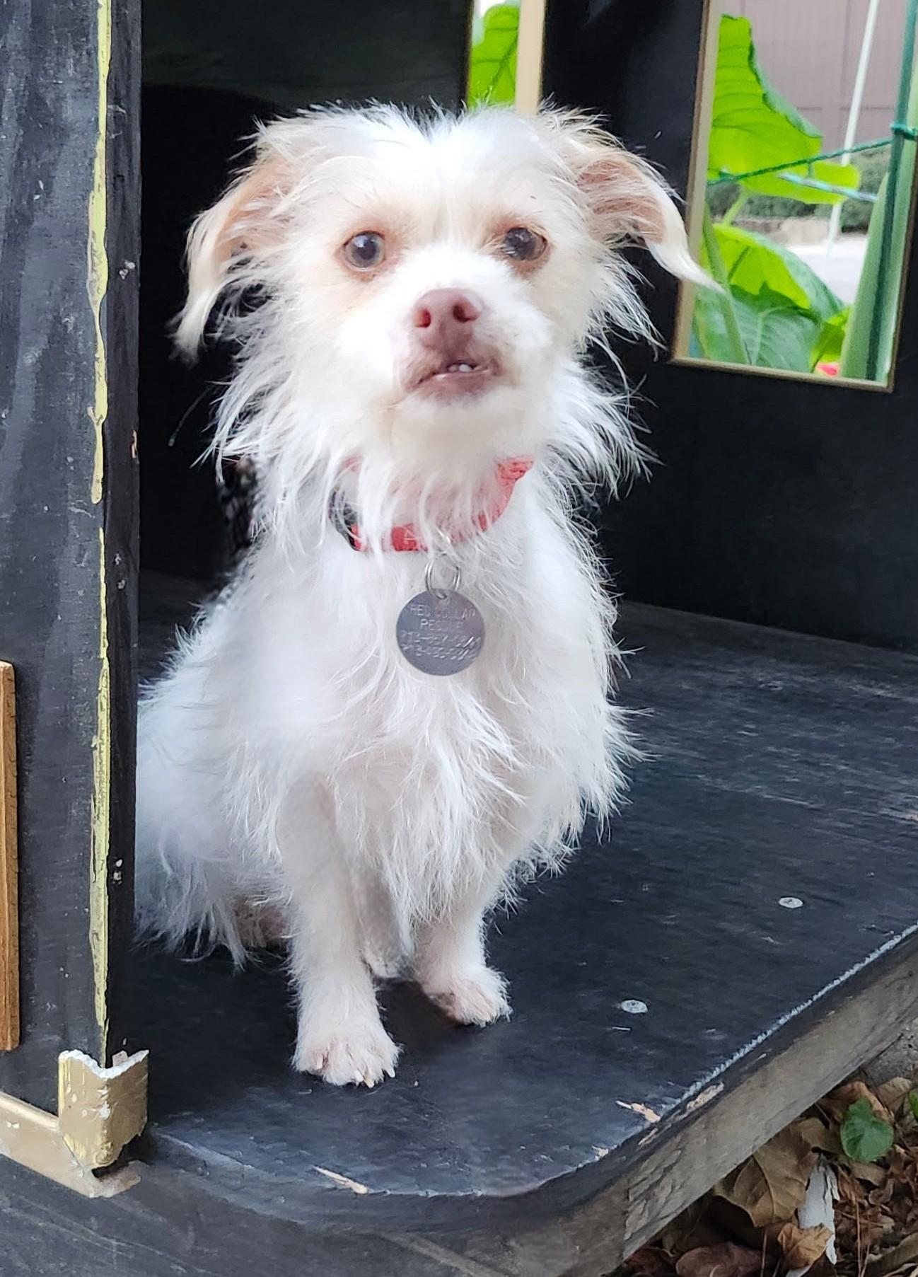 Enlarge Cosette, a ADOPTABLE mixed breed in Houston, TX image 3/6