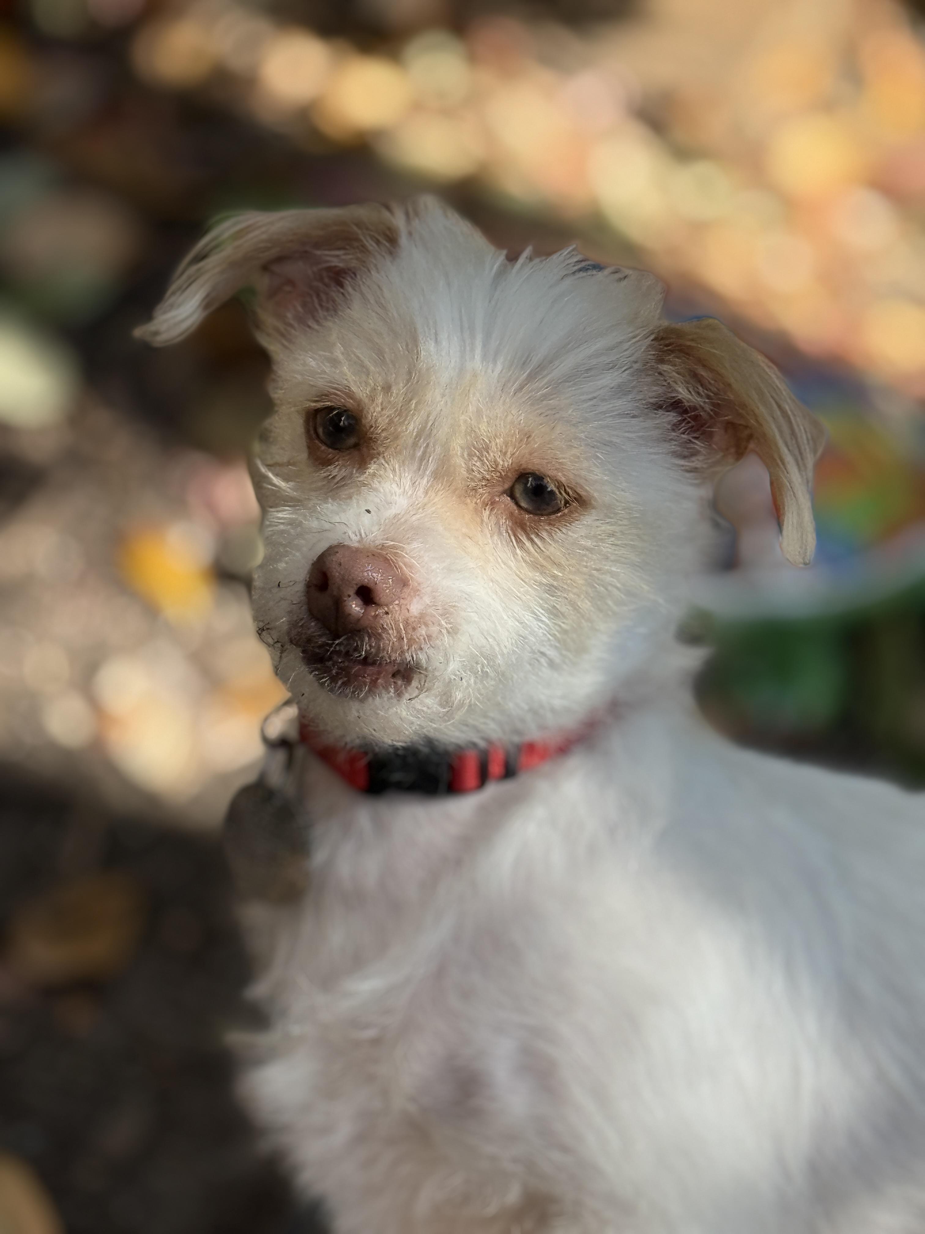 Enlarge Cosette, a ADOPTABLE mixed breed in Houston, TX image 2/6