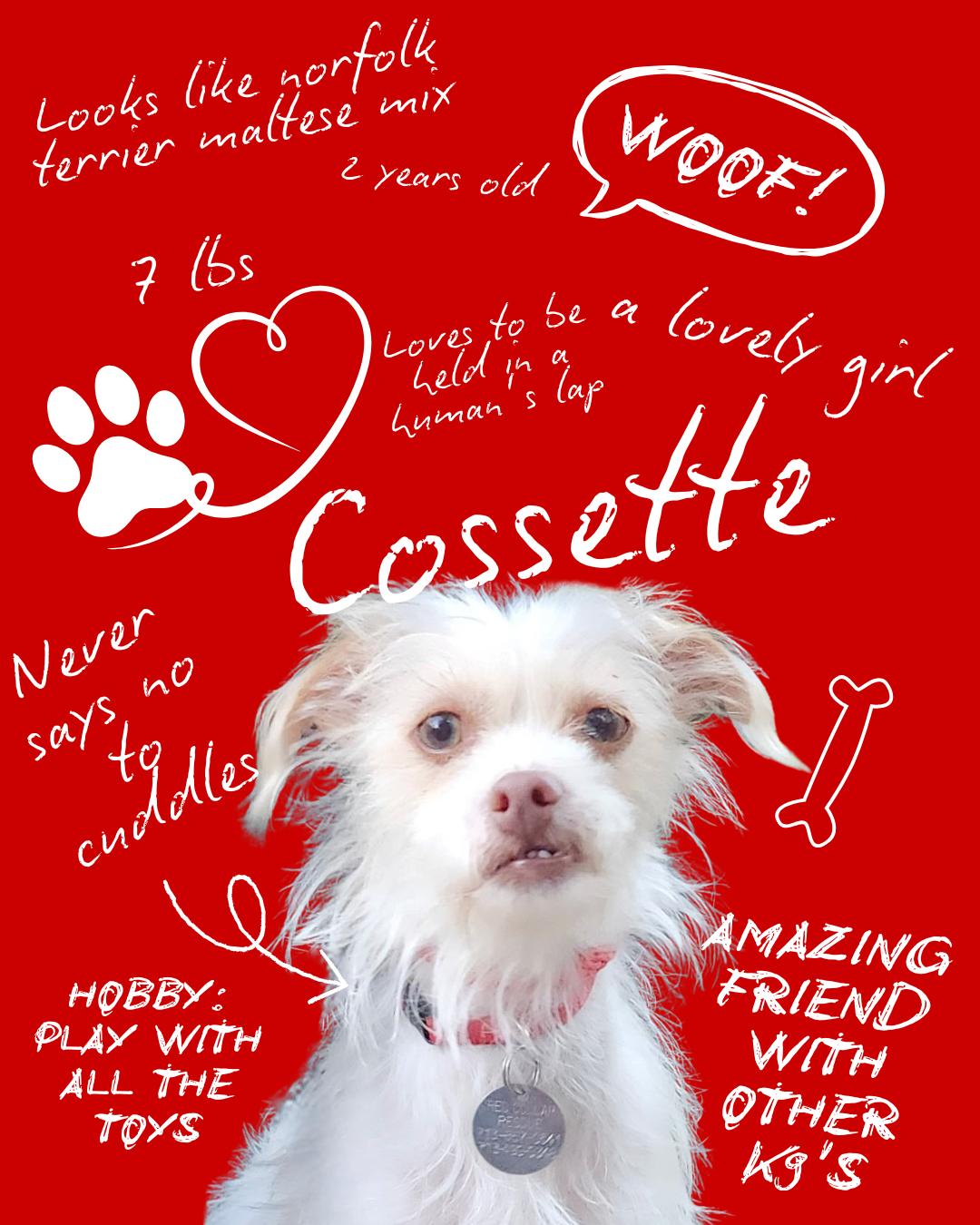 Enlarge Cosette, a ADOPTABLE mixed breed in Houston, TX image 6/6