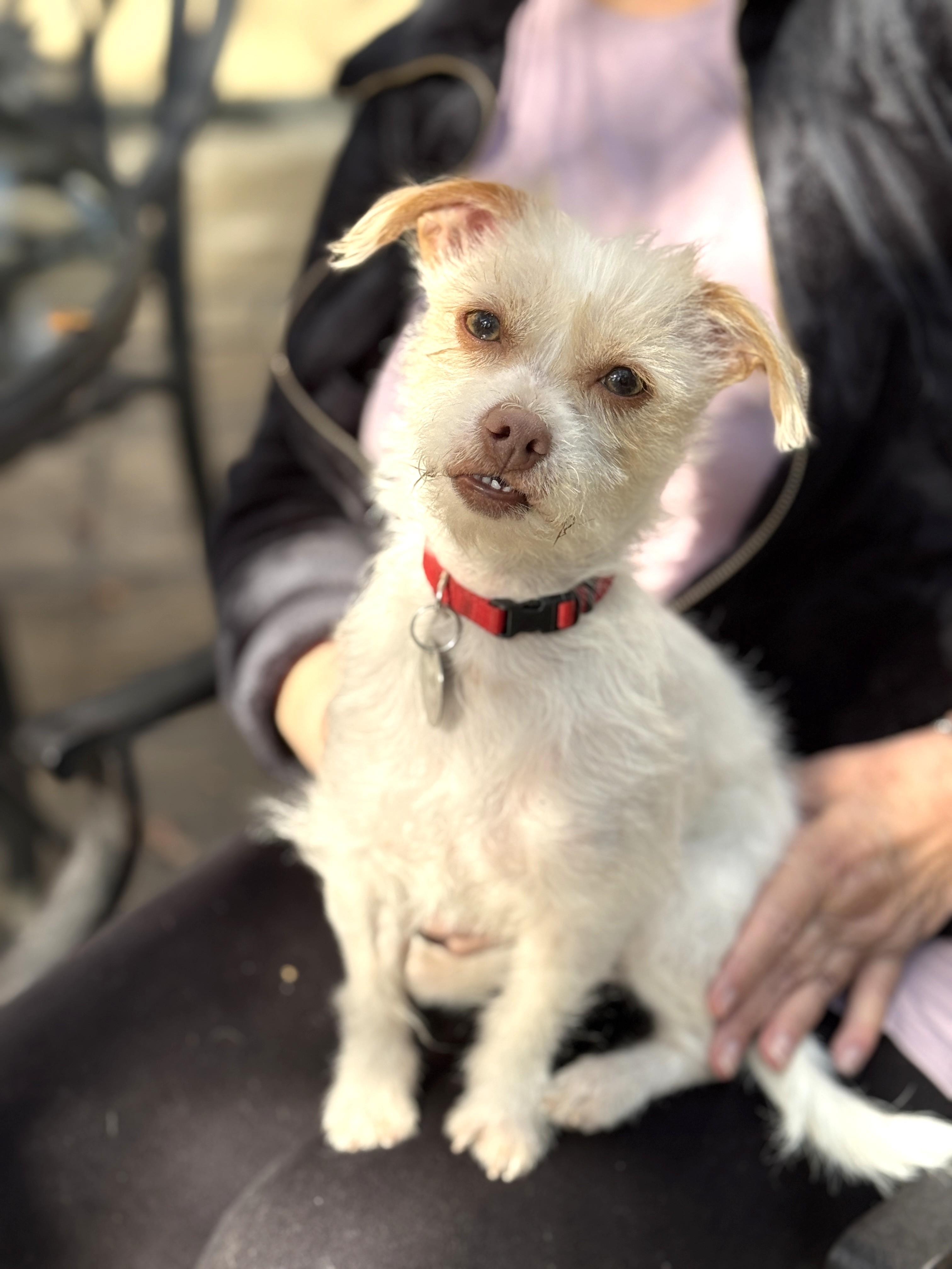 Cosette, ADOPTABLE, Young Female Yorkshire Terrier & Wirehaired Terrier.