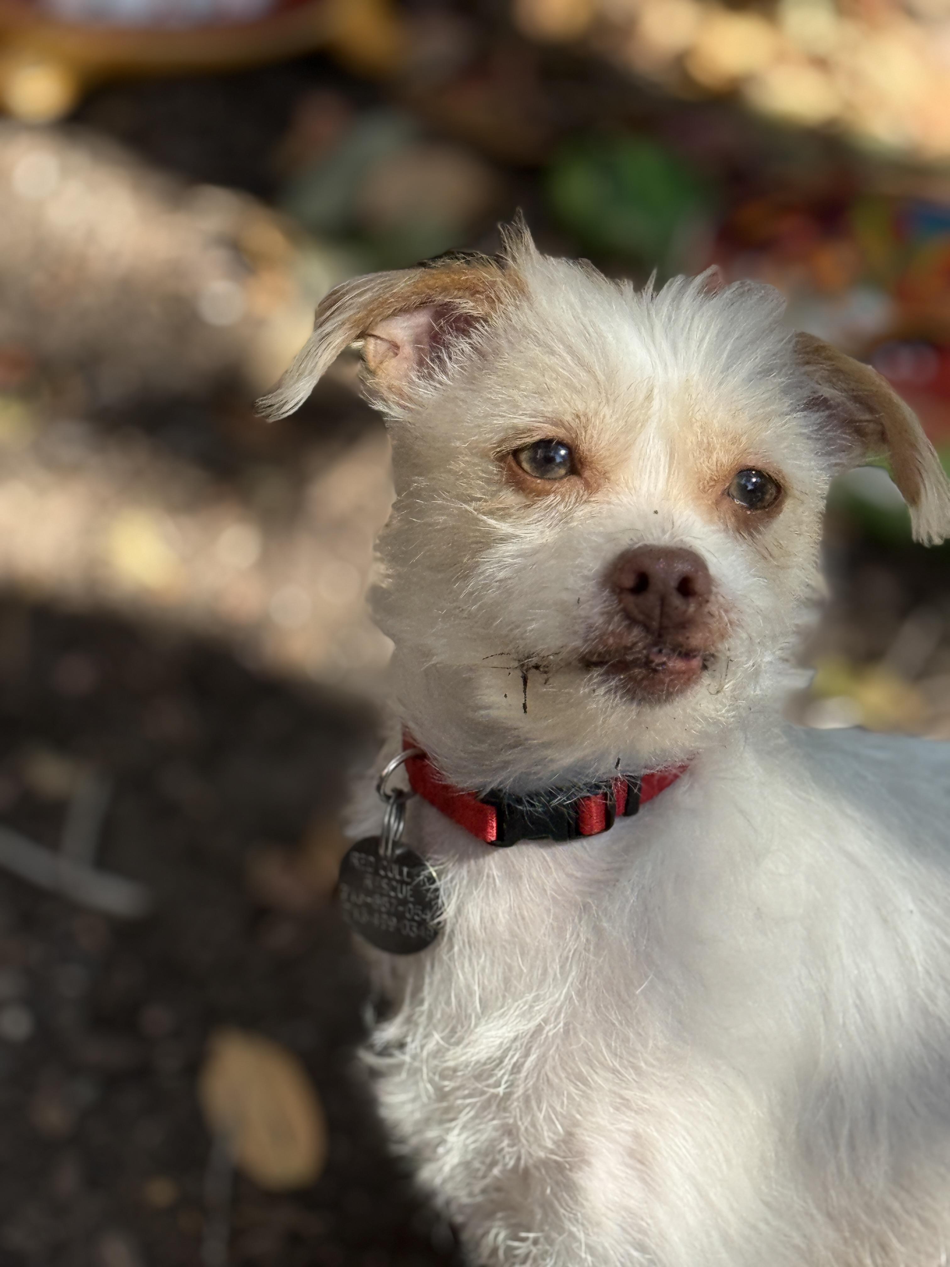 Enlarge Cosette, a ADOPTABLE mixed breed in Houston, TX image 5/6