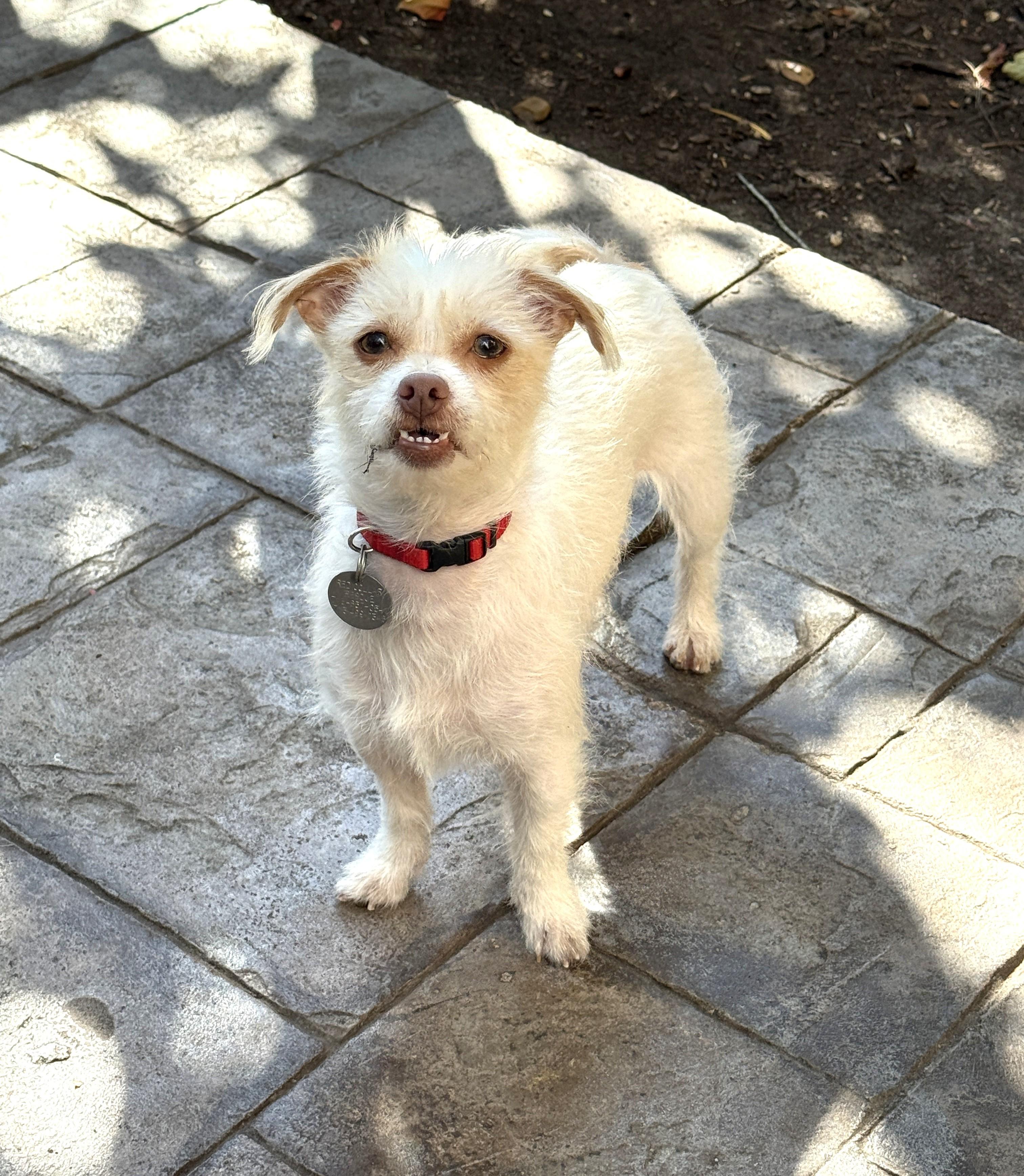 Enlarge Cosette, a ADOPTABLE mixed breed in Houston, TX image 4/6