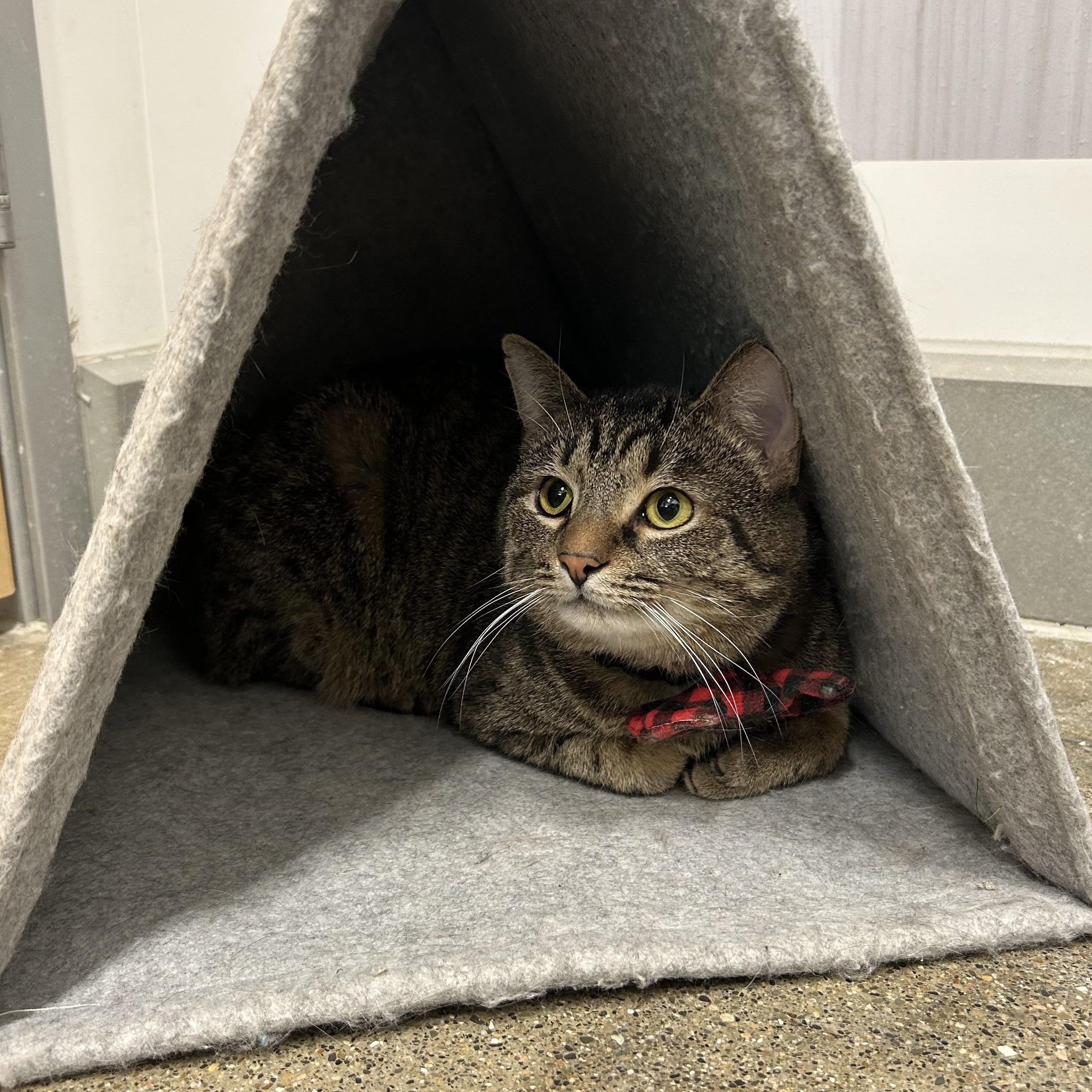 Enlarge Gomez, a ADOPTABLE Domestic Short Hair in Columbus , OH image 1/3