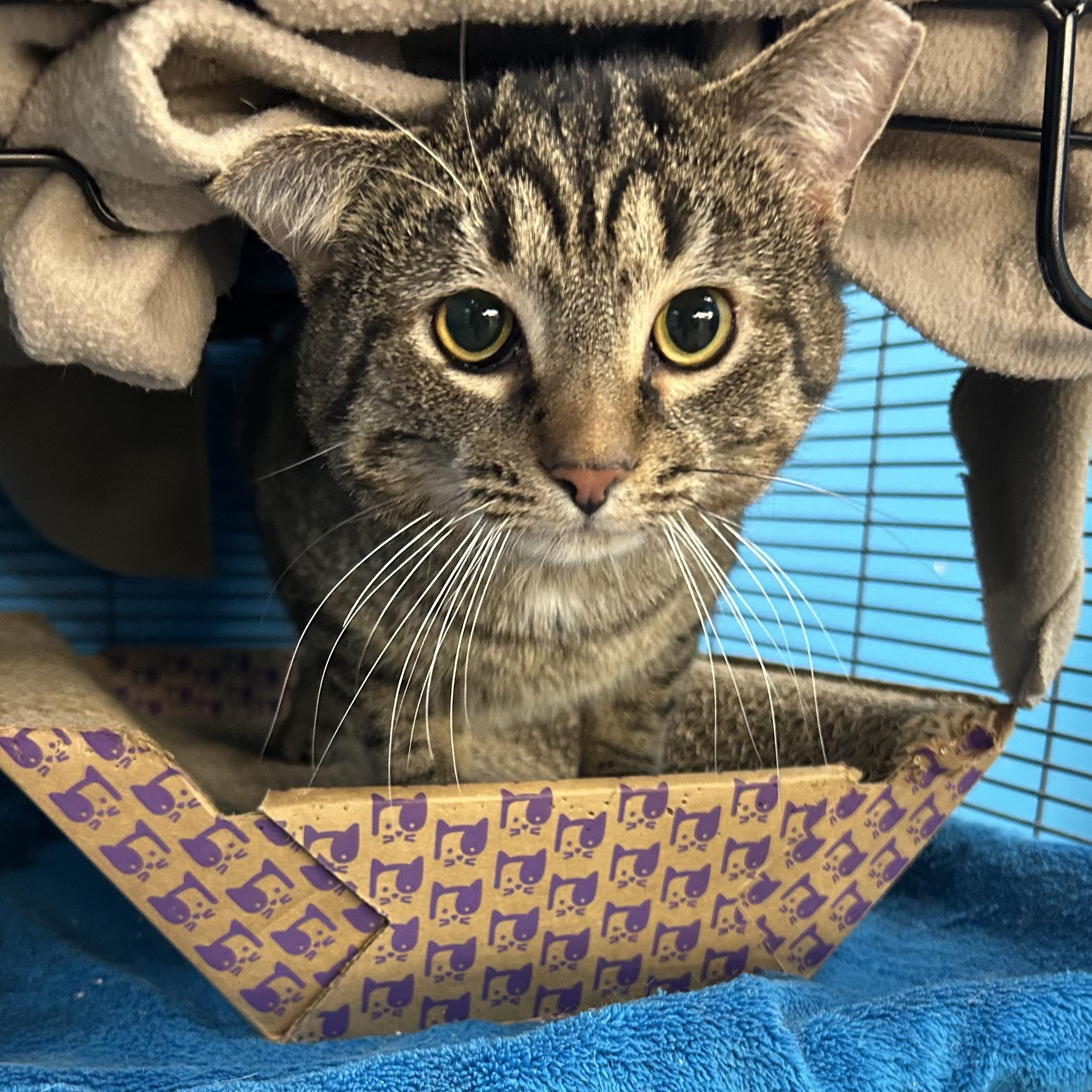 Enlarge Gomez, a ADOPTABLE Domestic Short Hair in Columbus , OH image 2/3