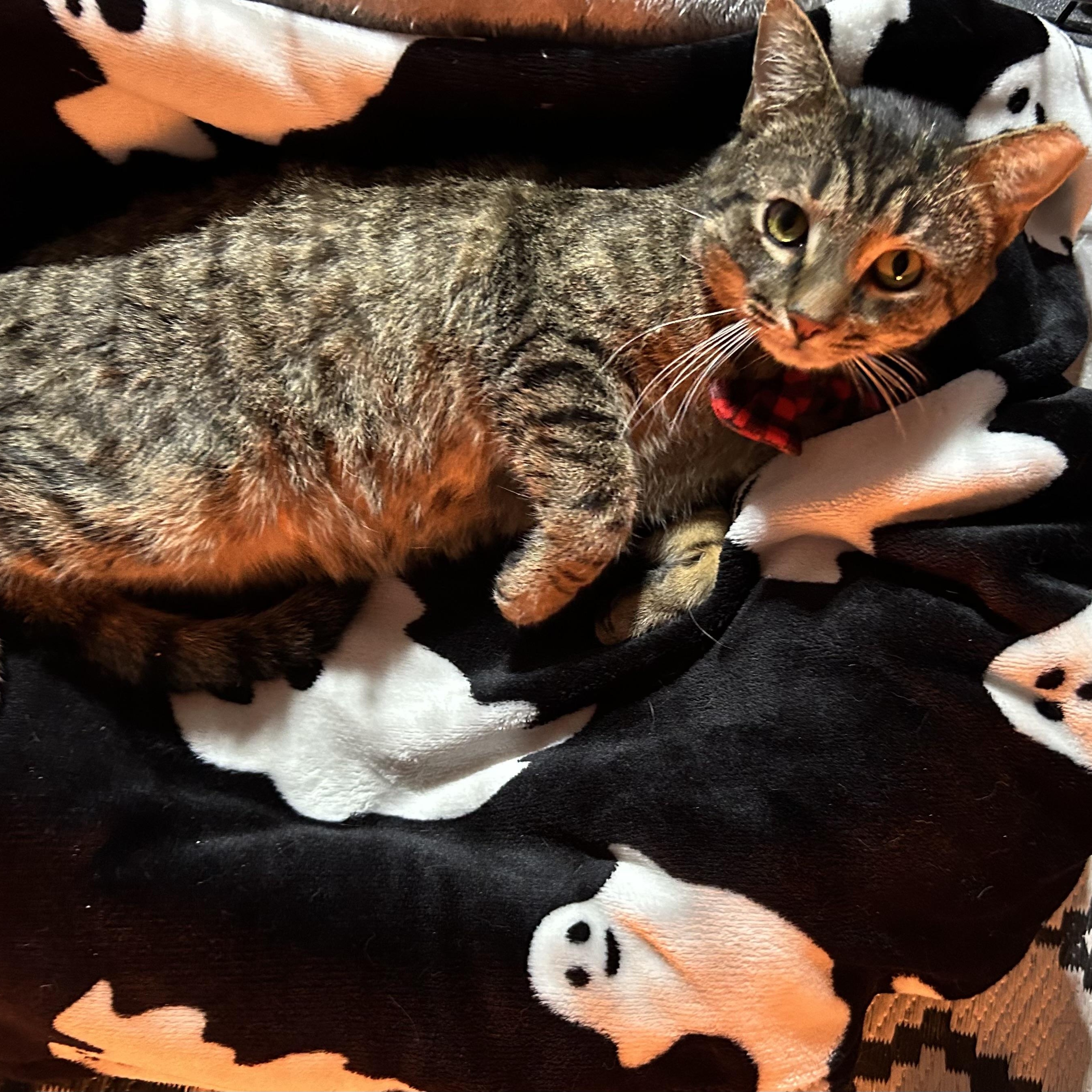 Enlarge Gomez, a ADOPTABLE Domestic Short Hair in Columbus , OH image 3/3