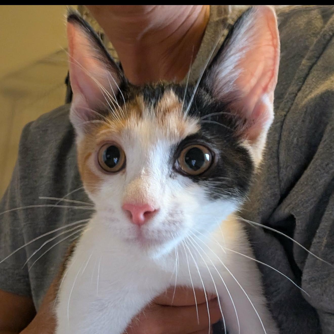 Petra, Adoptable, Kitten Female Calico.