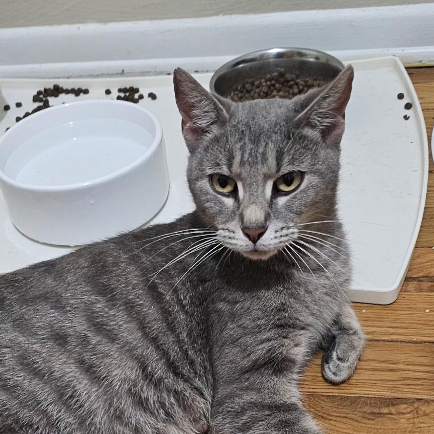 Greya, Adoptable, Young Female Domestic Short Hair.