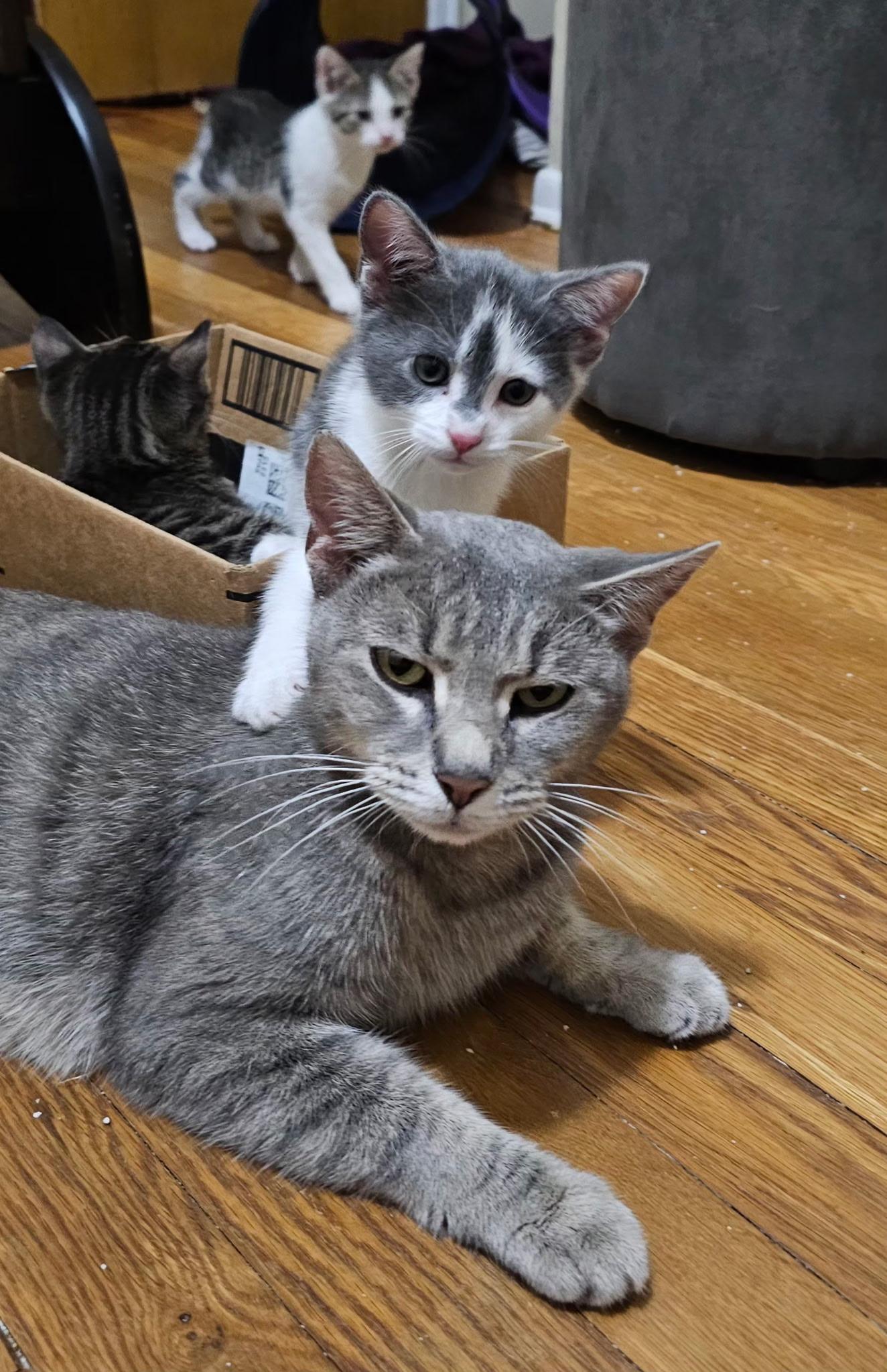 Enlarge Greya, a Adoptable Domestic Short Hair in Pittsburgh, PA image 2/3